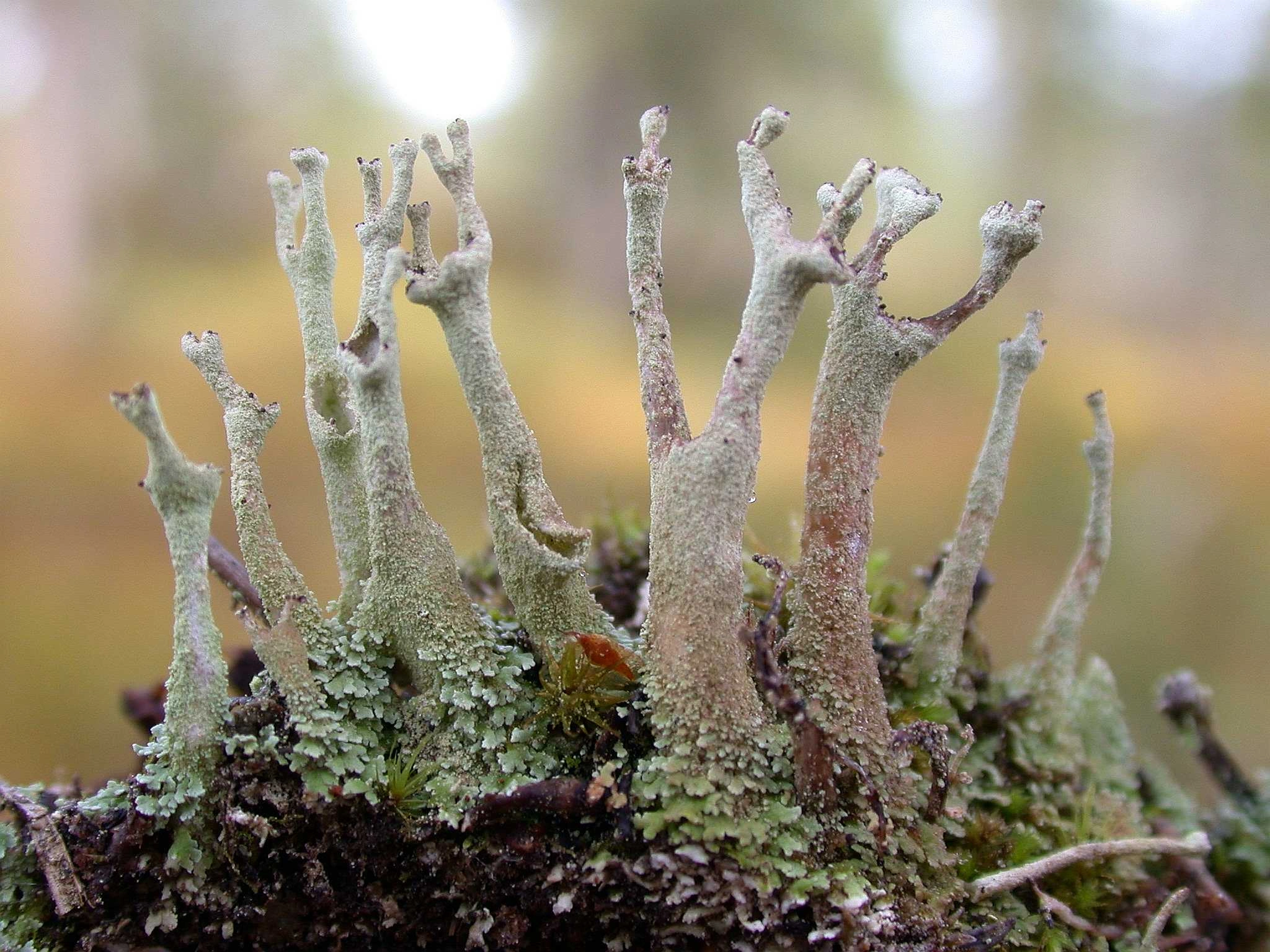 : Cladonia cenotea.