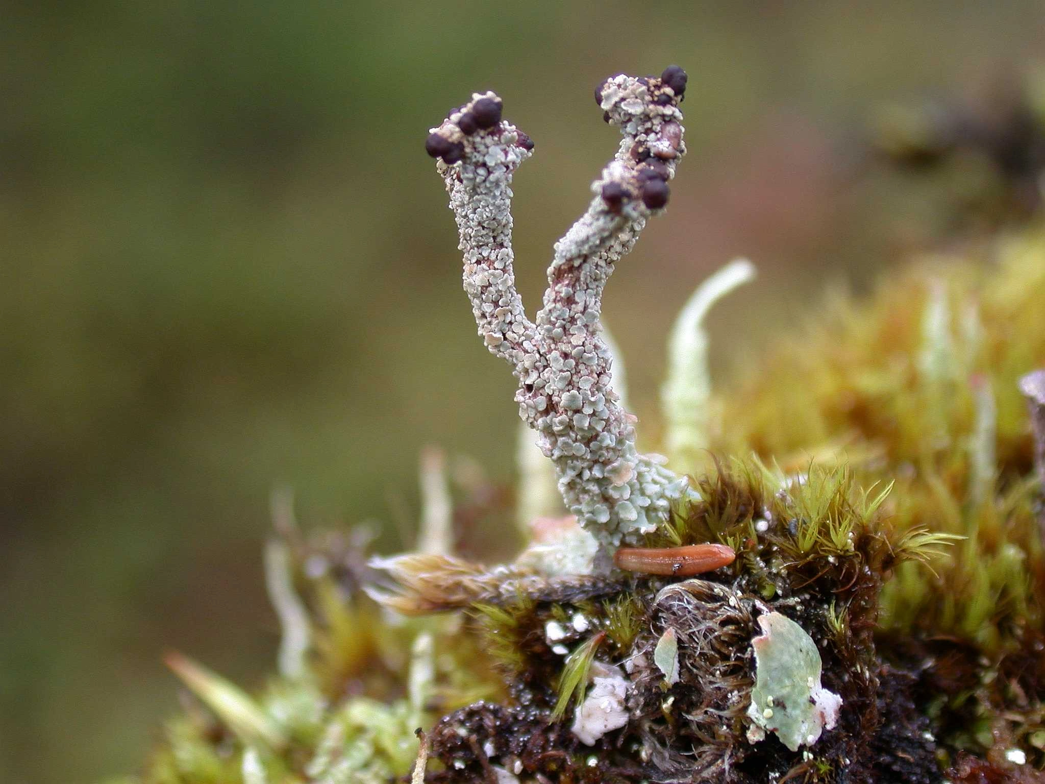 : Cladonia macrophylla.