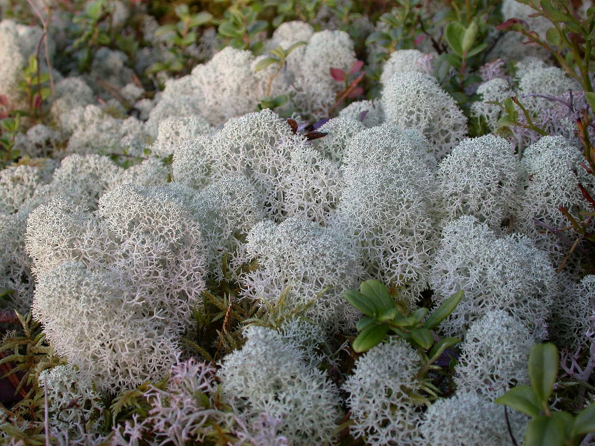 : Cladonia stellaris.