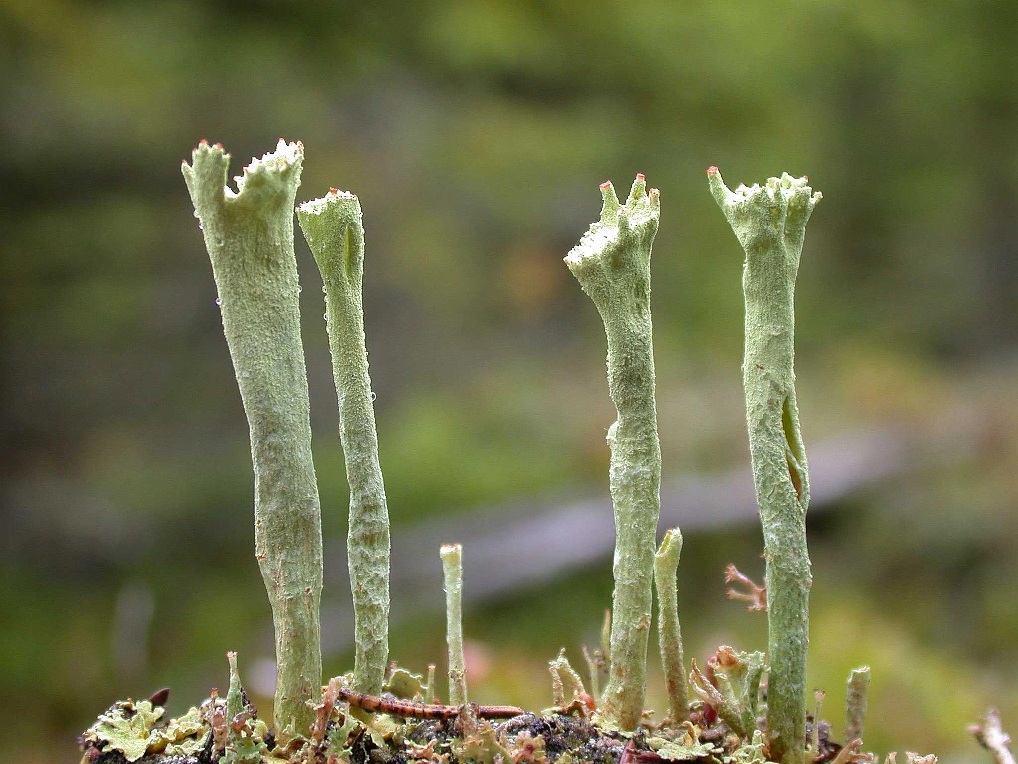 : Cladonia sulphurina.