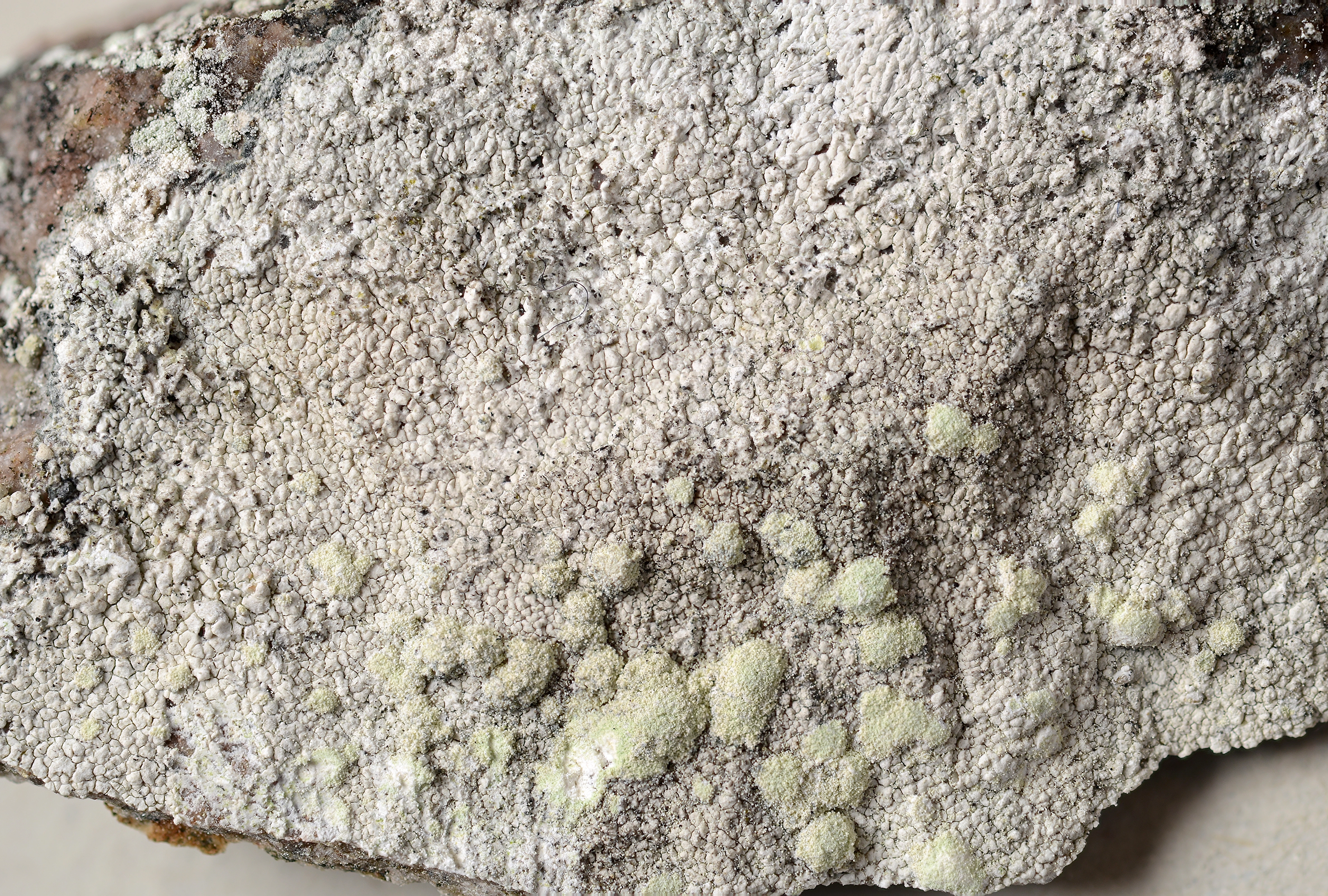 Kantlaver: Lecanora caesiosora.