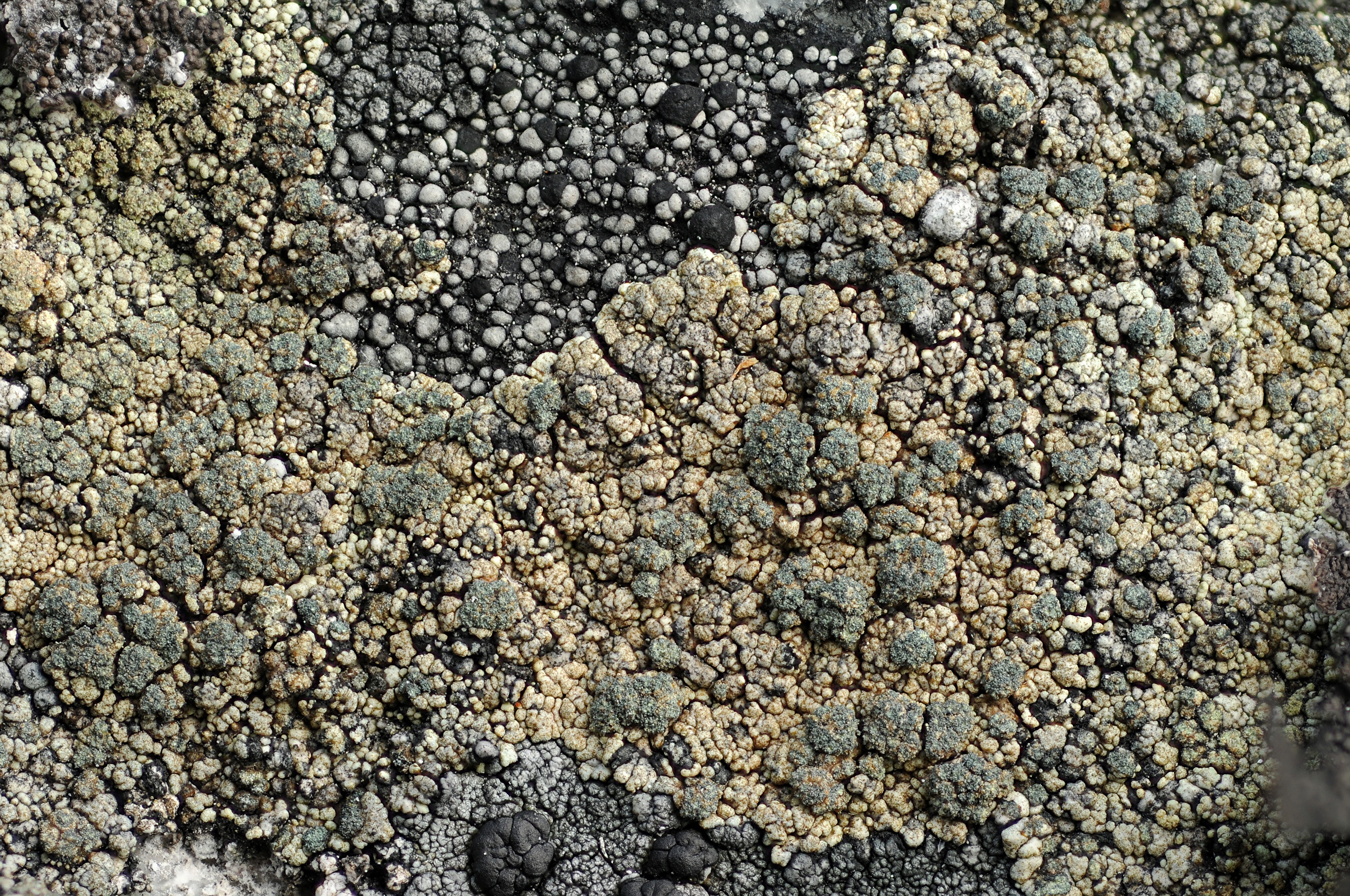 Kantlaver: Lecanora chloroleprosa.