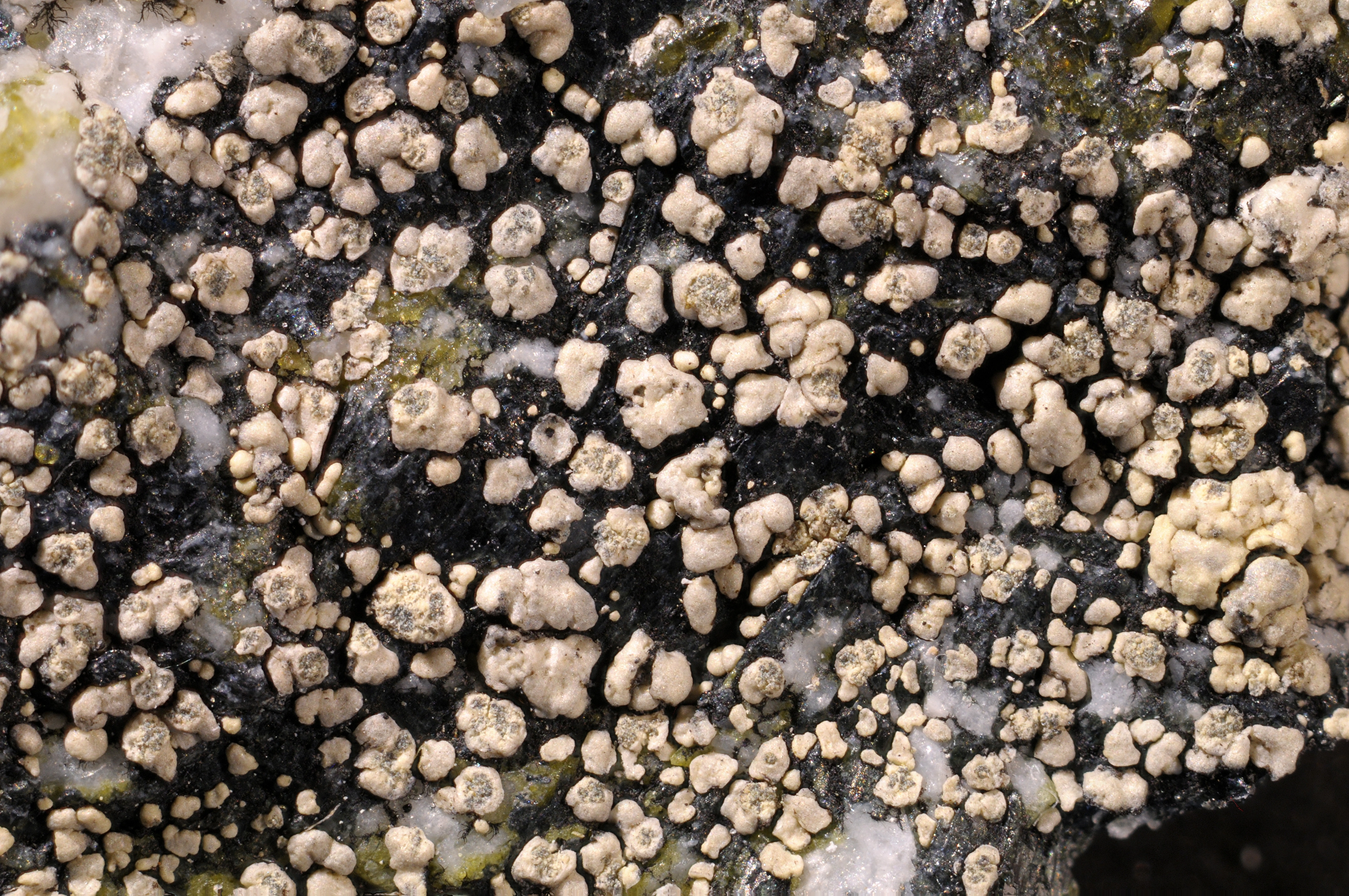 Kantlaver: Lecanora soralifera.