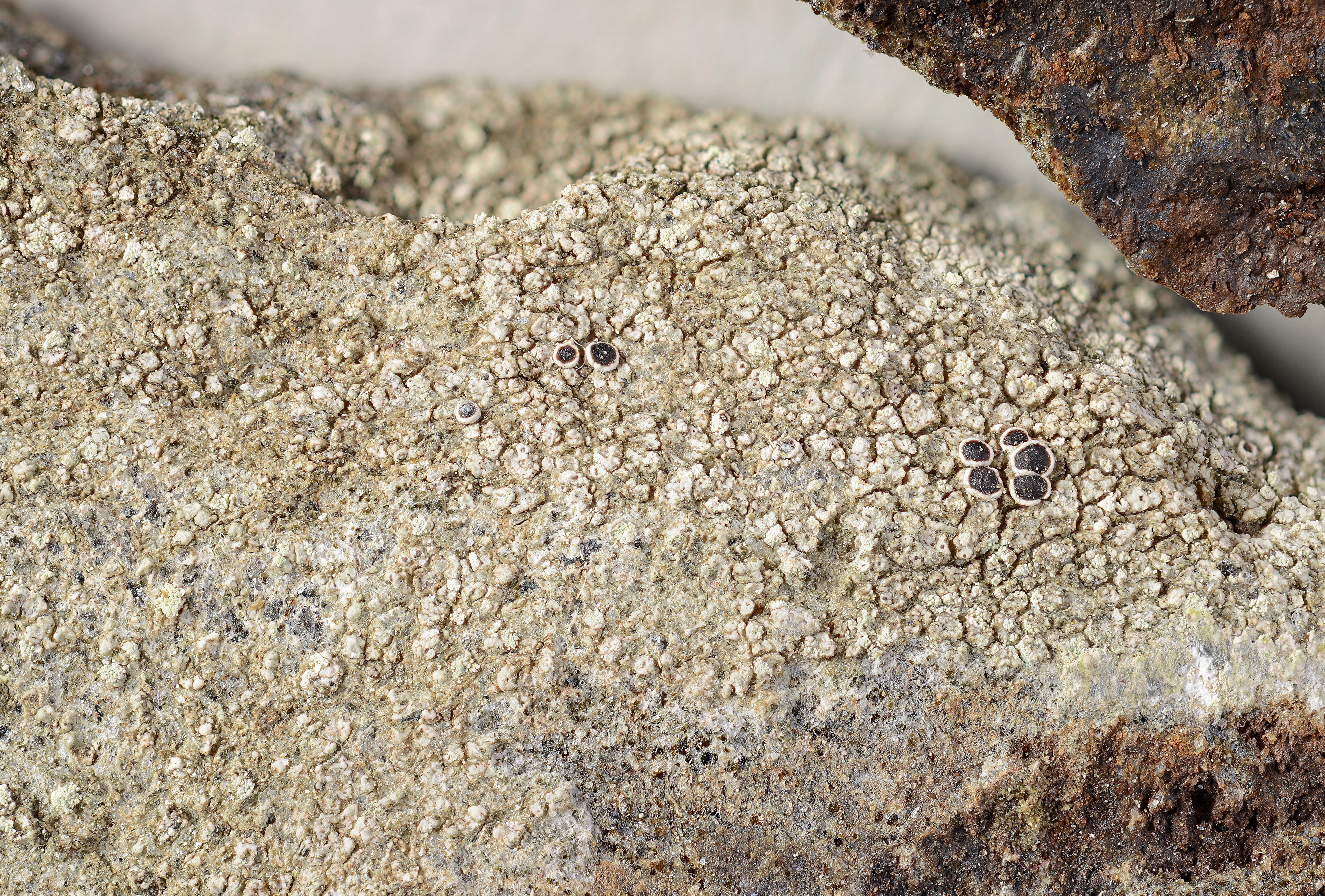 Kantlaver: Lecanora umbrosa.