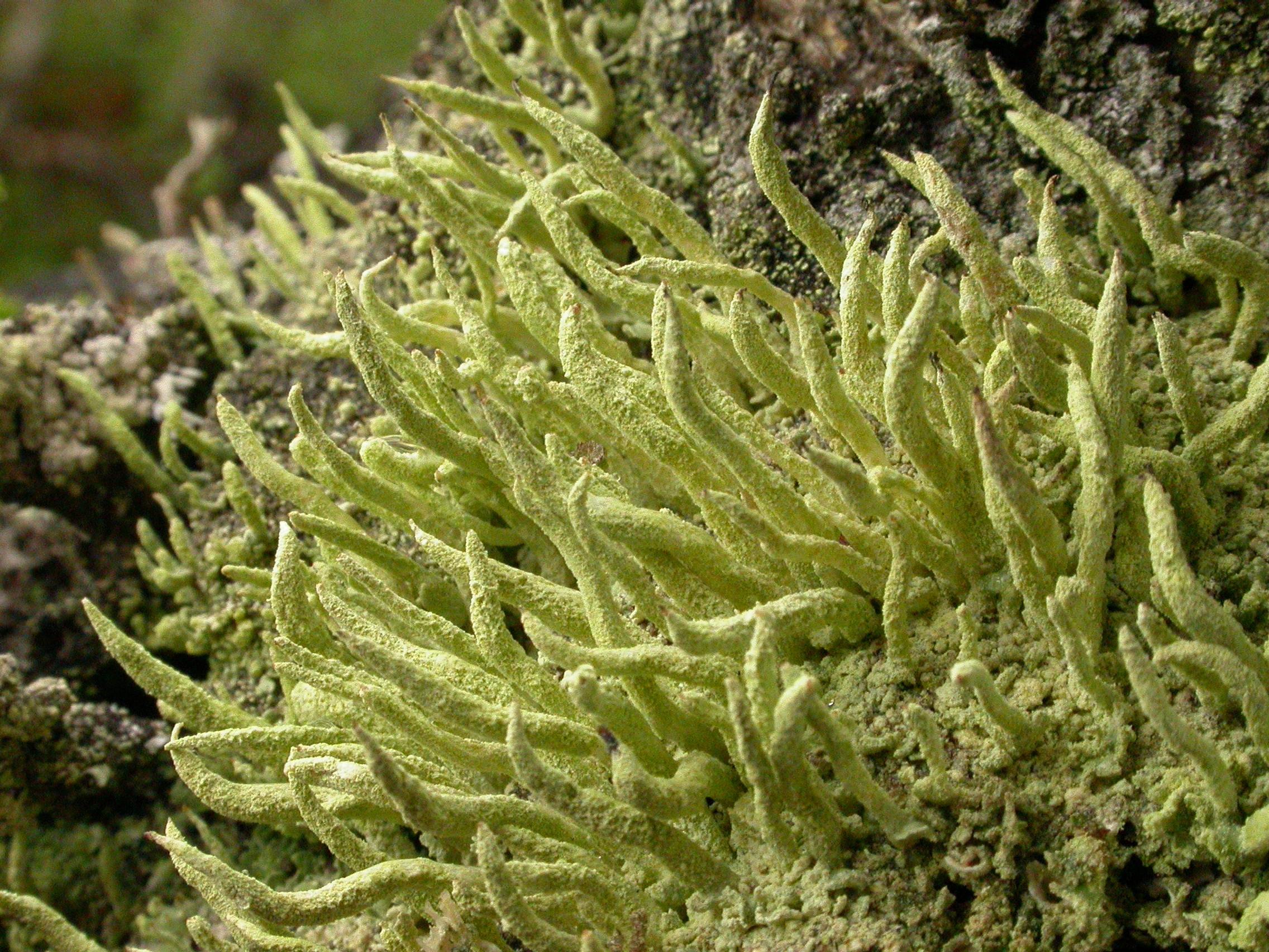 : Cladonia bacilliformis.