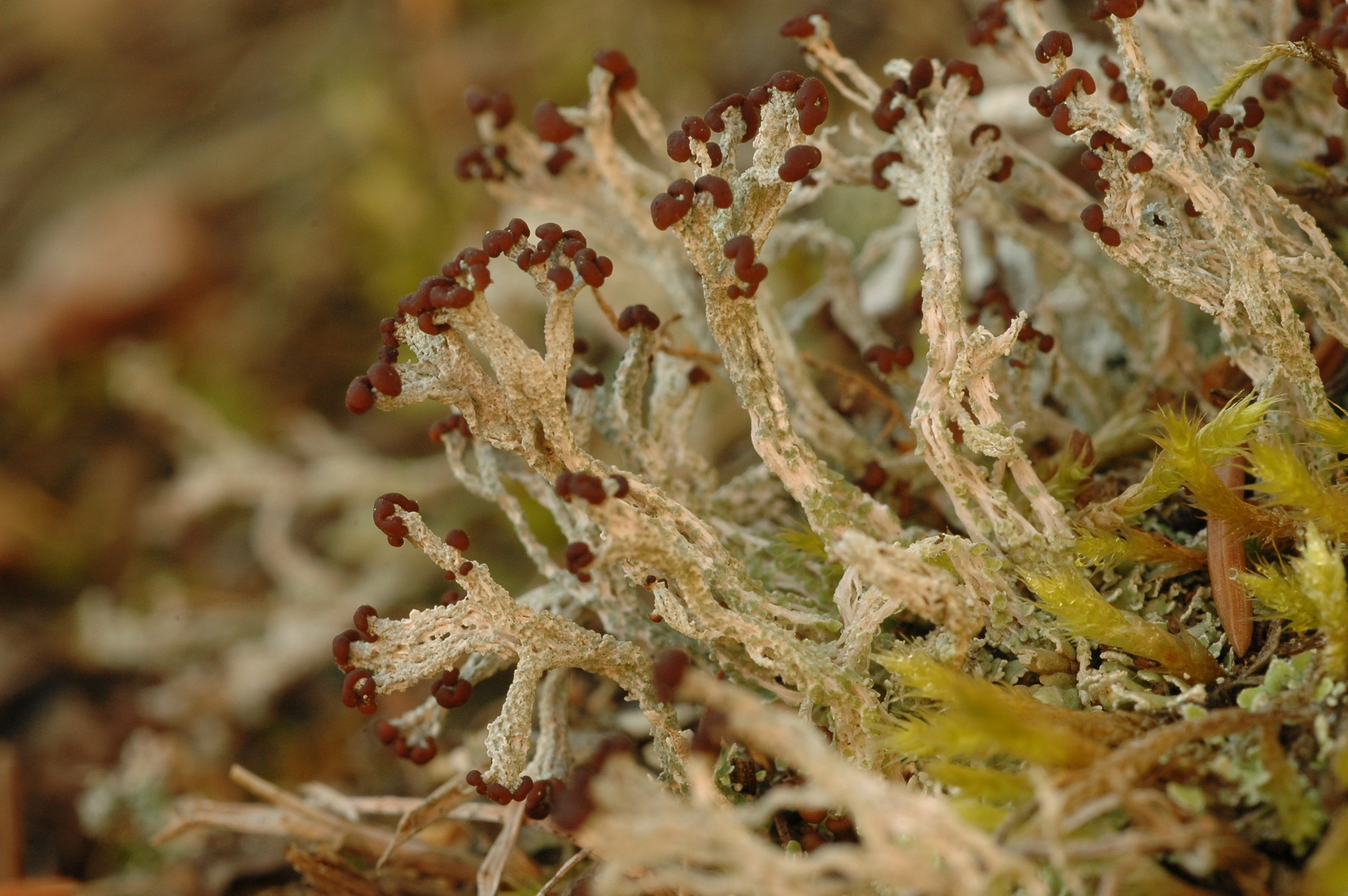 : Cladonia cariosa.