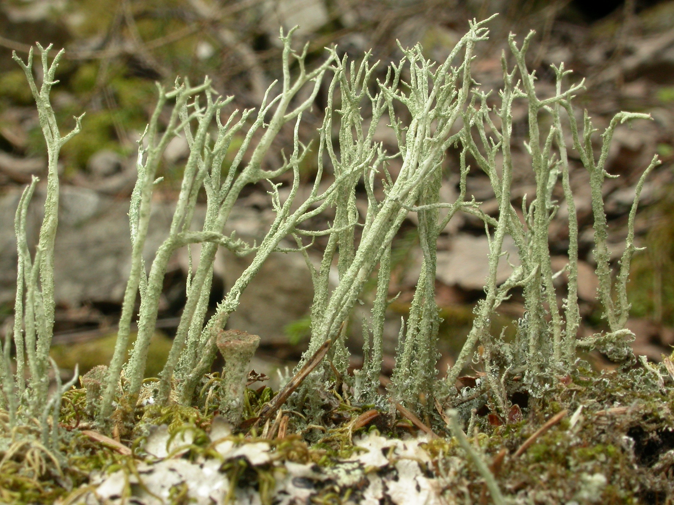 : Cladonia cyanipes.