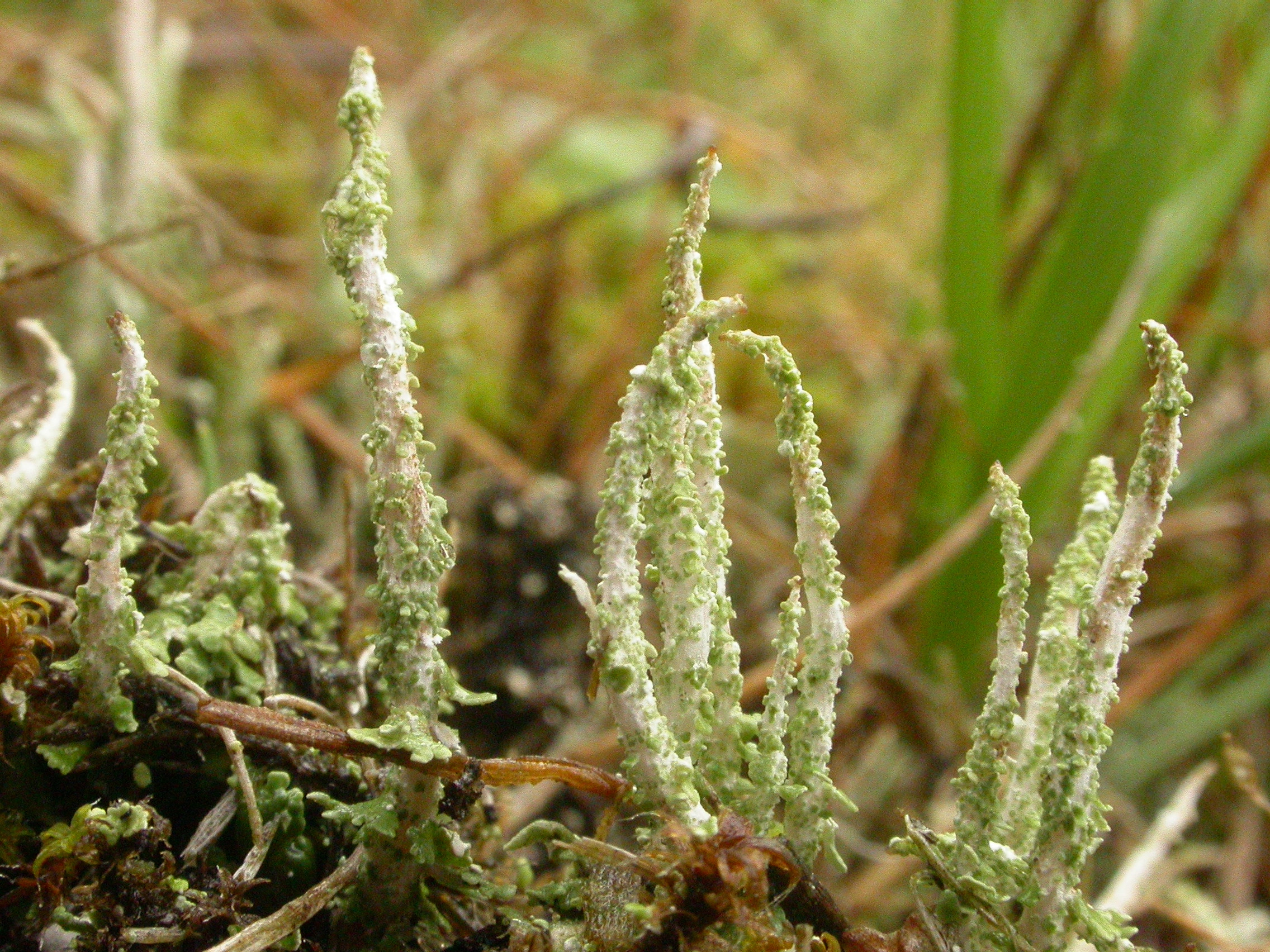 : Cladonia decorticata.