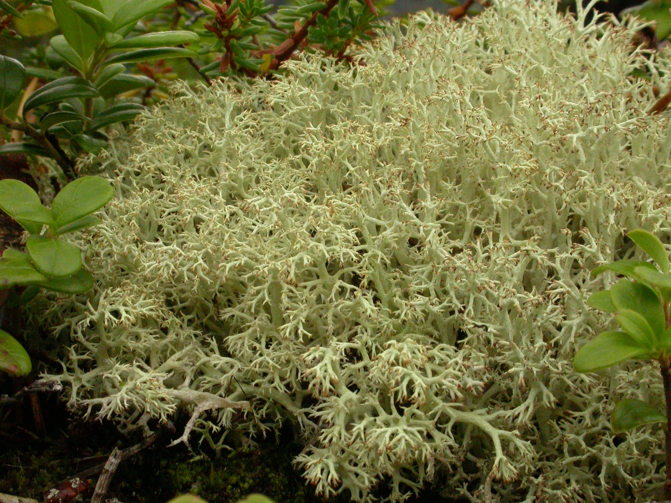 : Cladonia mitis.