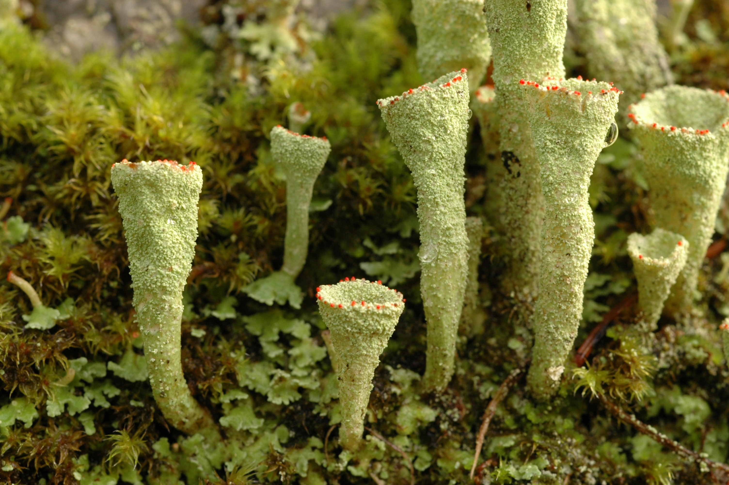 : Cladonia pleurota.