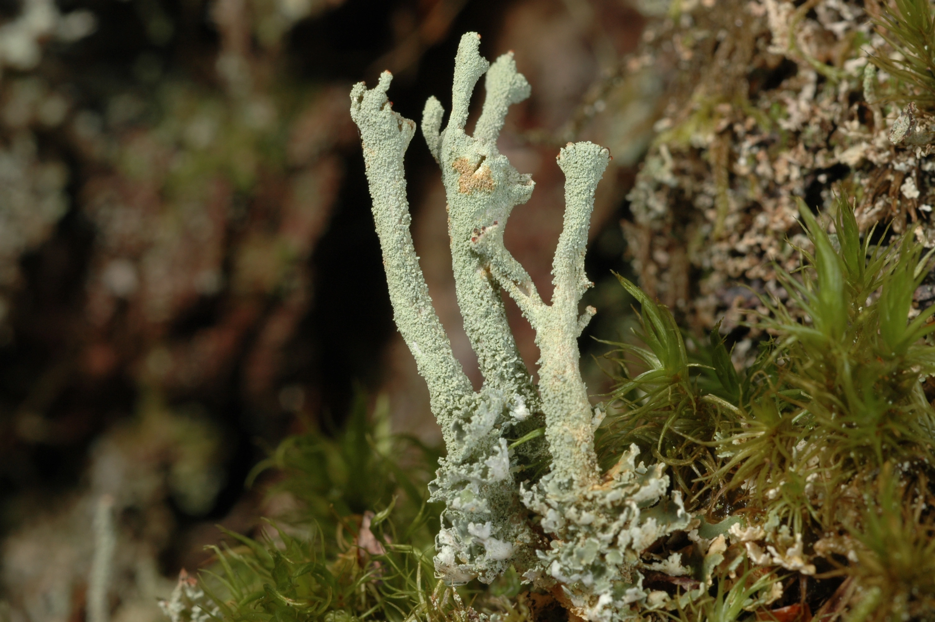 : Cladonia polydactyla.