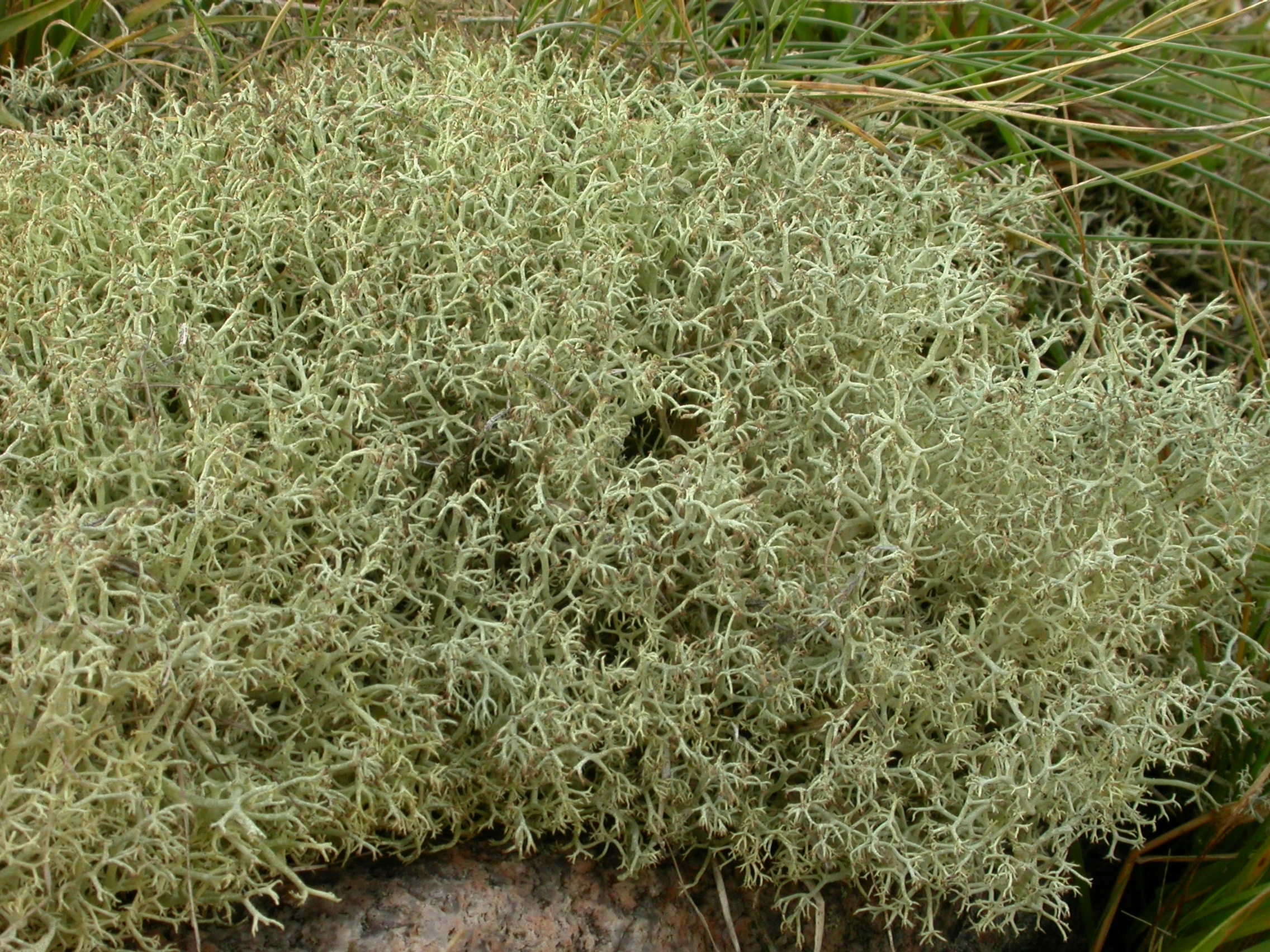 : Cladonia portentosa.