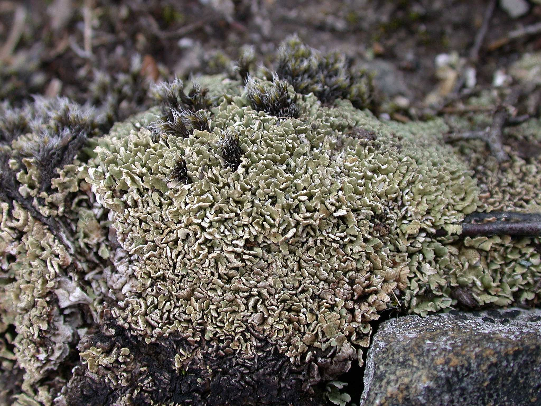 : Cladonia strepsilis.