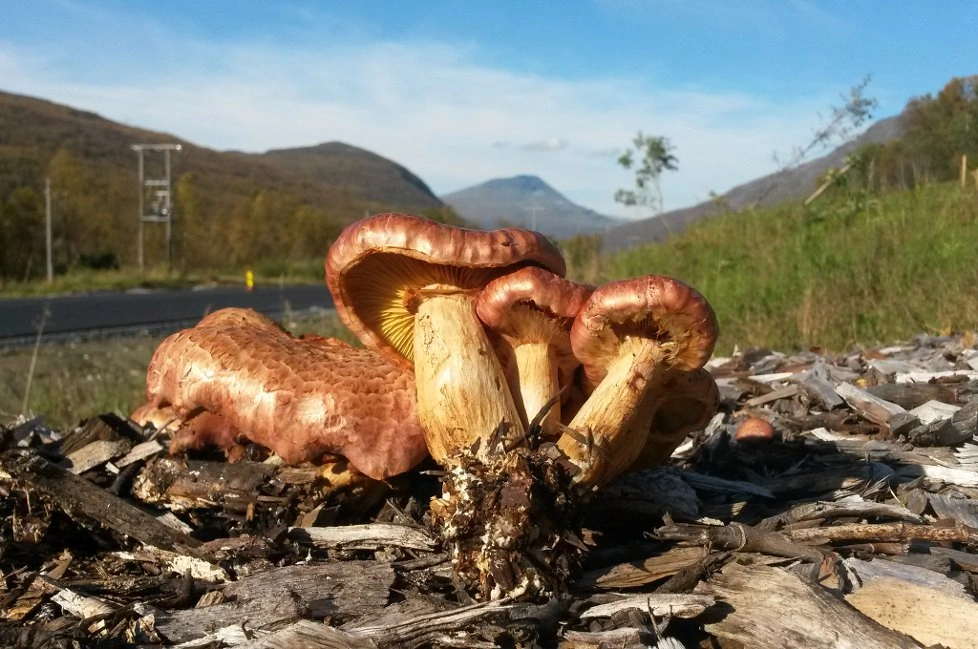 Stilksporesopper: Gymnopilus luteofolius.