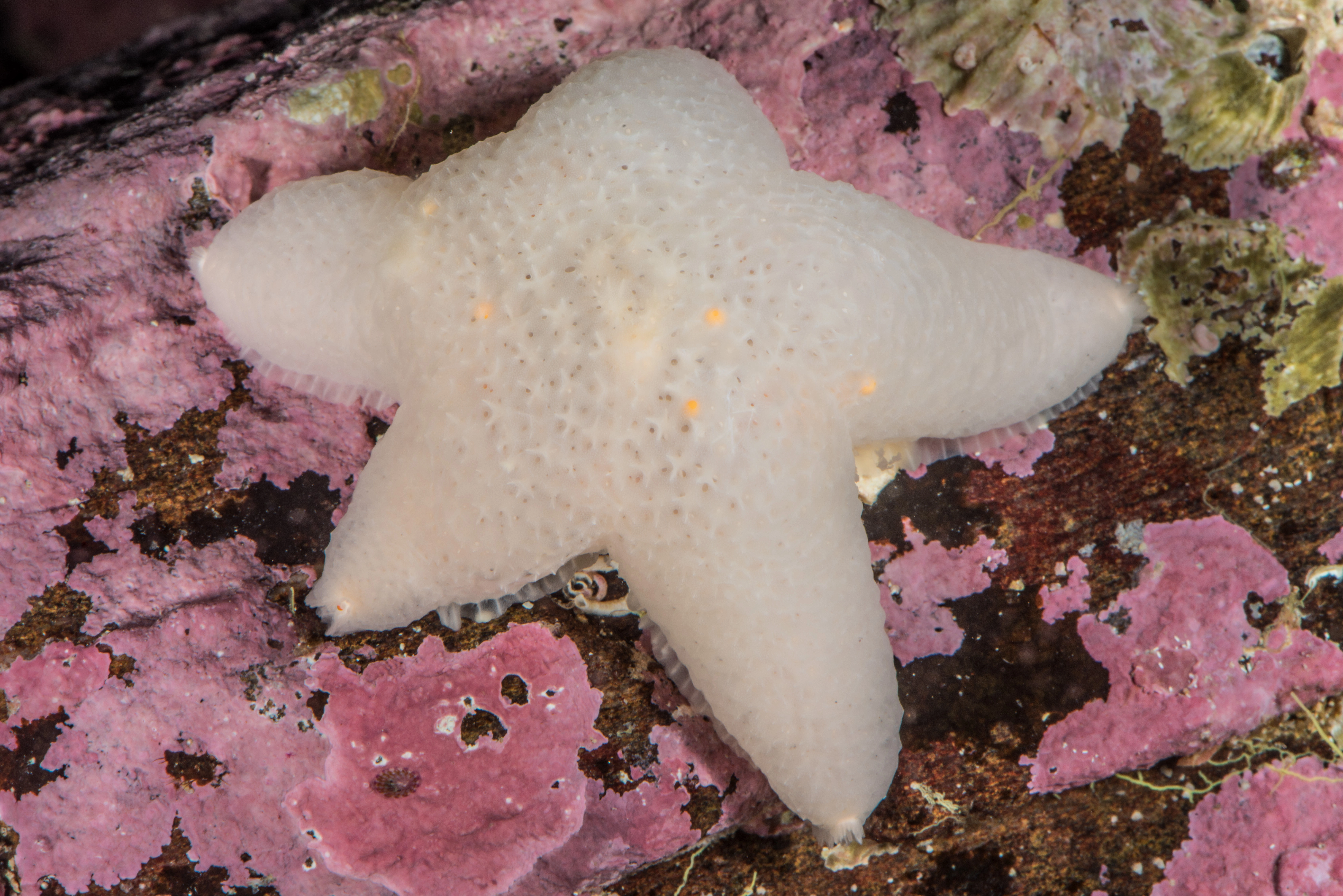 Pigghuder: Pteraster militaris.