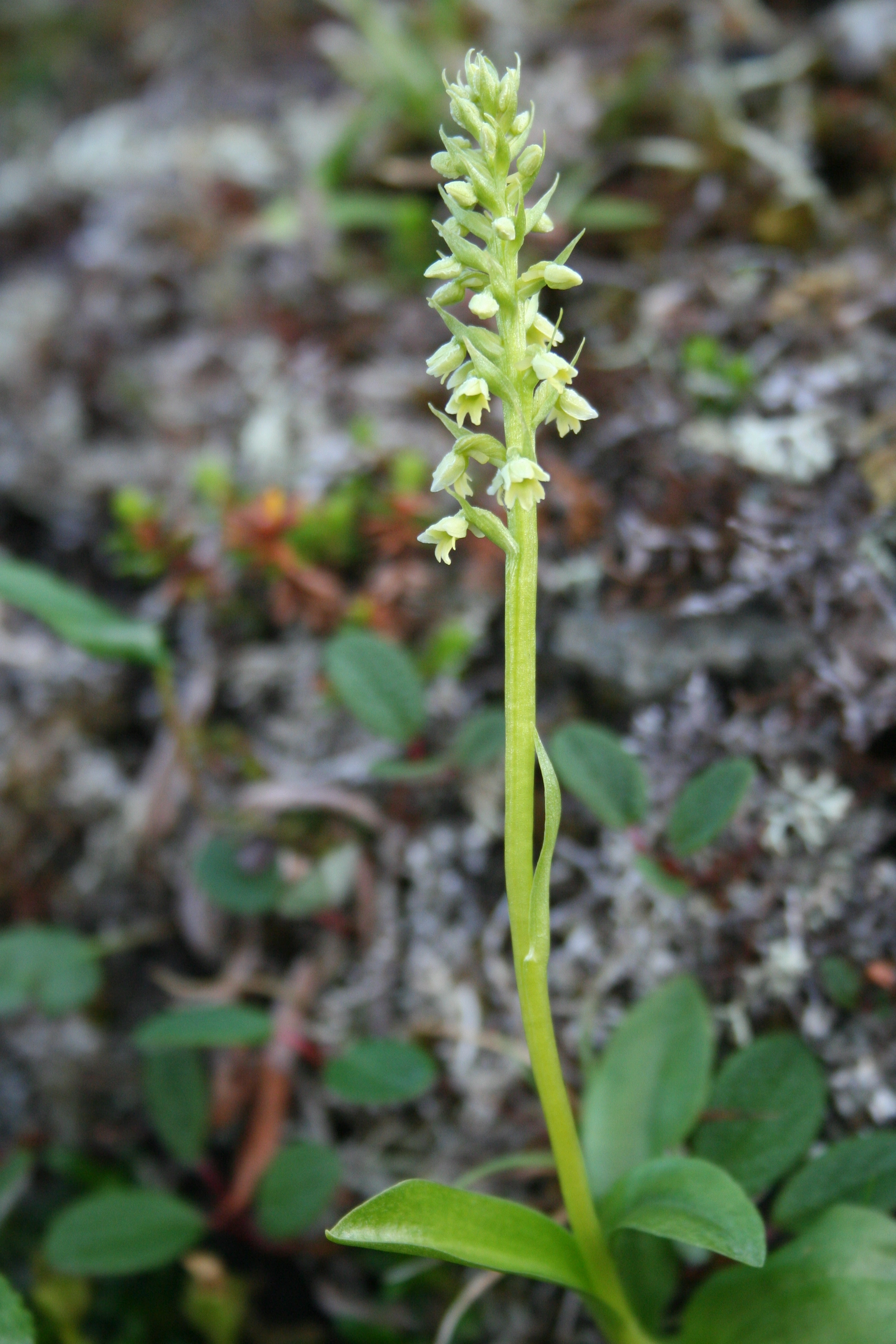 Fjellhvitkurle.