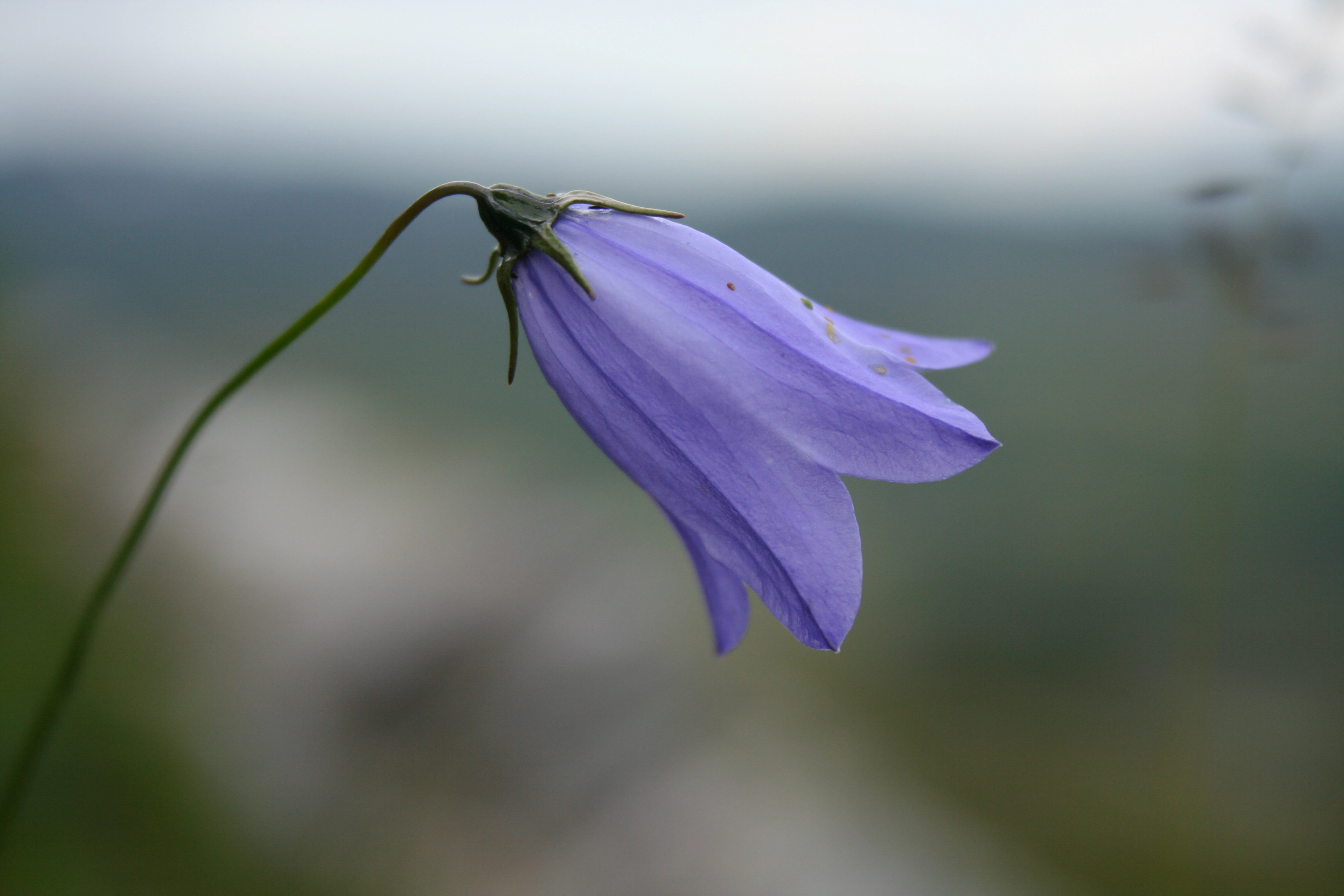 Blåklokke.