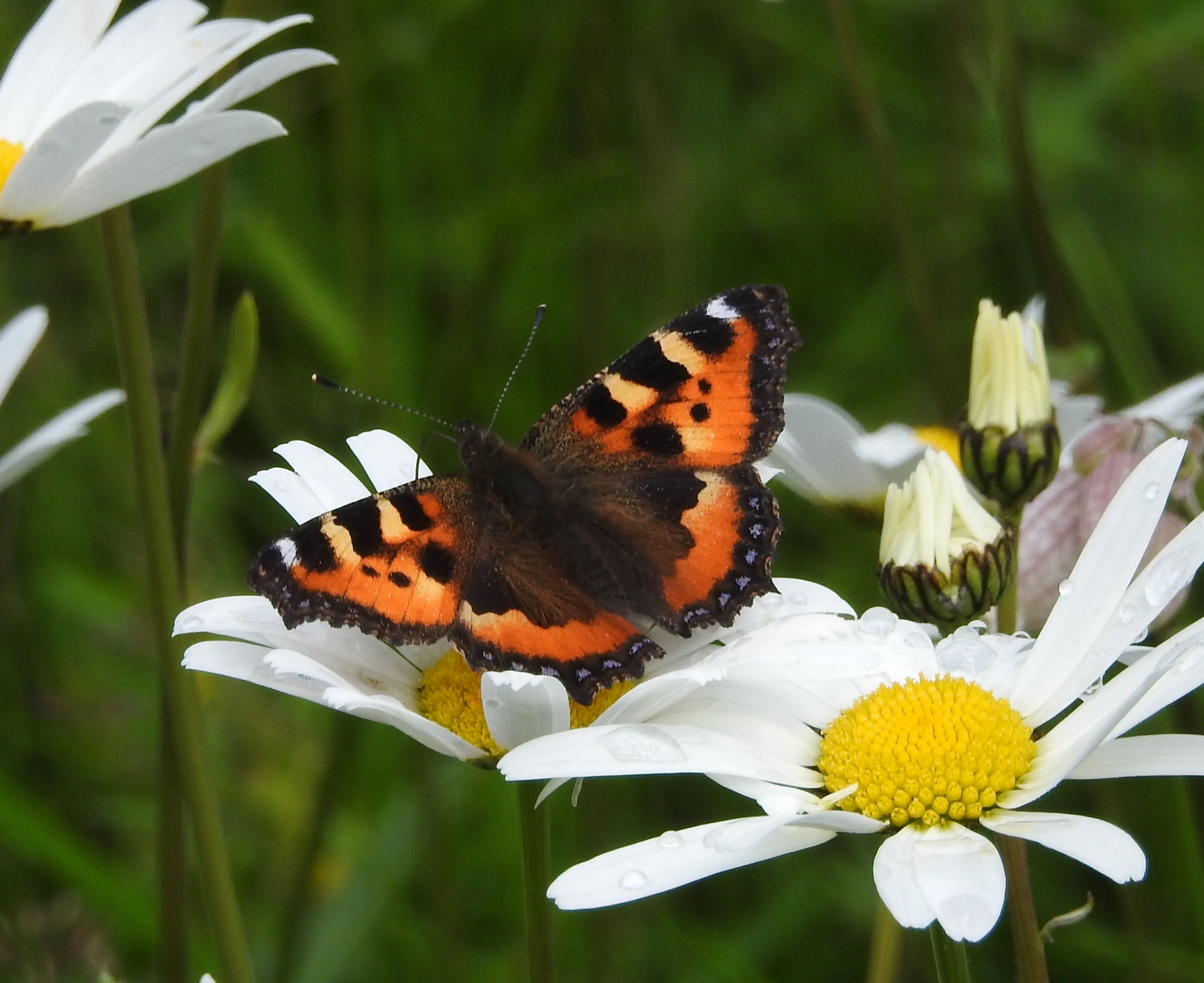 Neslesommerfugl.