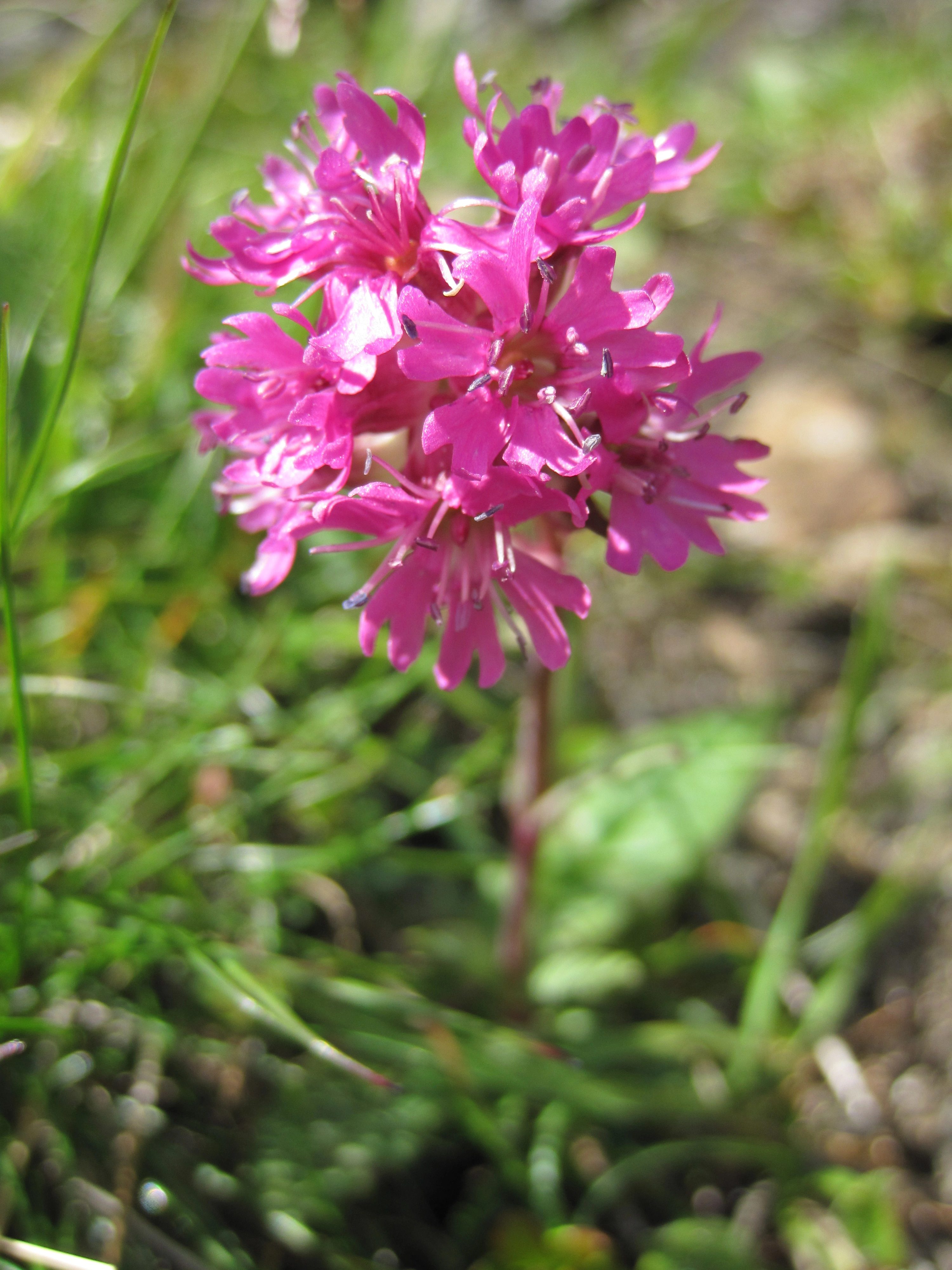 Tofrøbladete planter: Viscaria alpina.