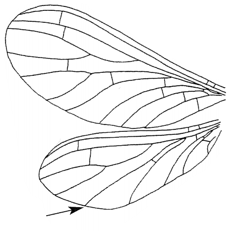 Nettvinger: Coniopteryx.