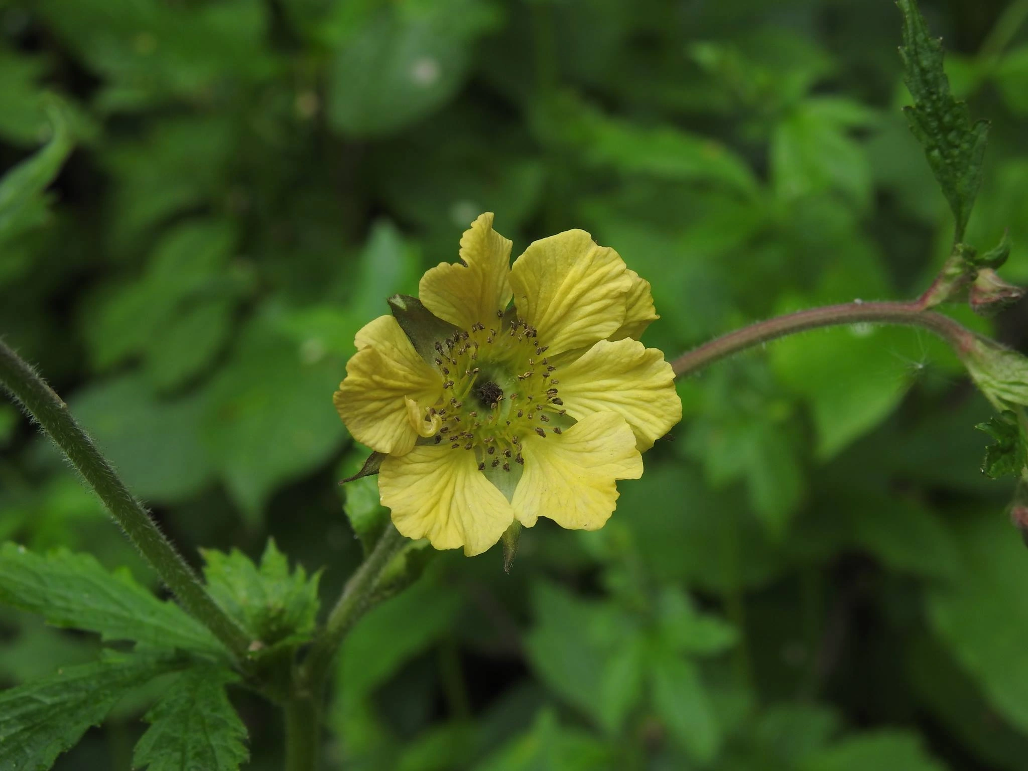 Humleblomslekta.