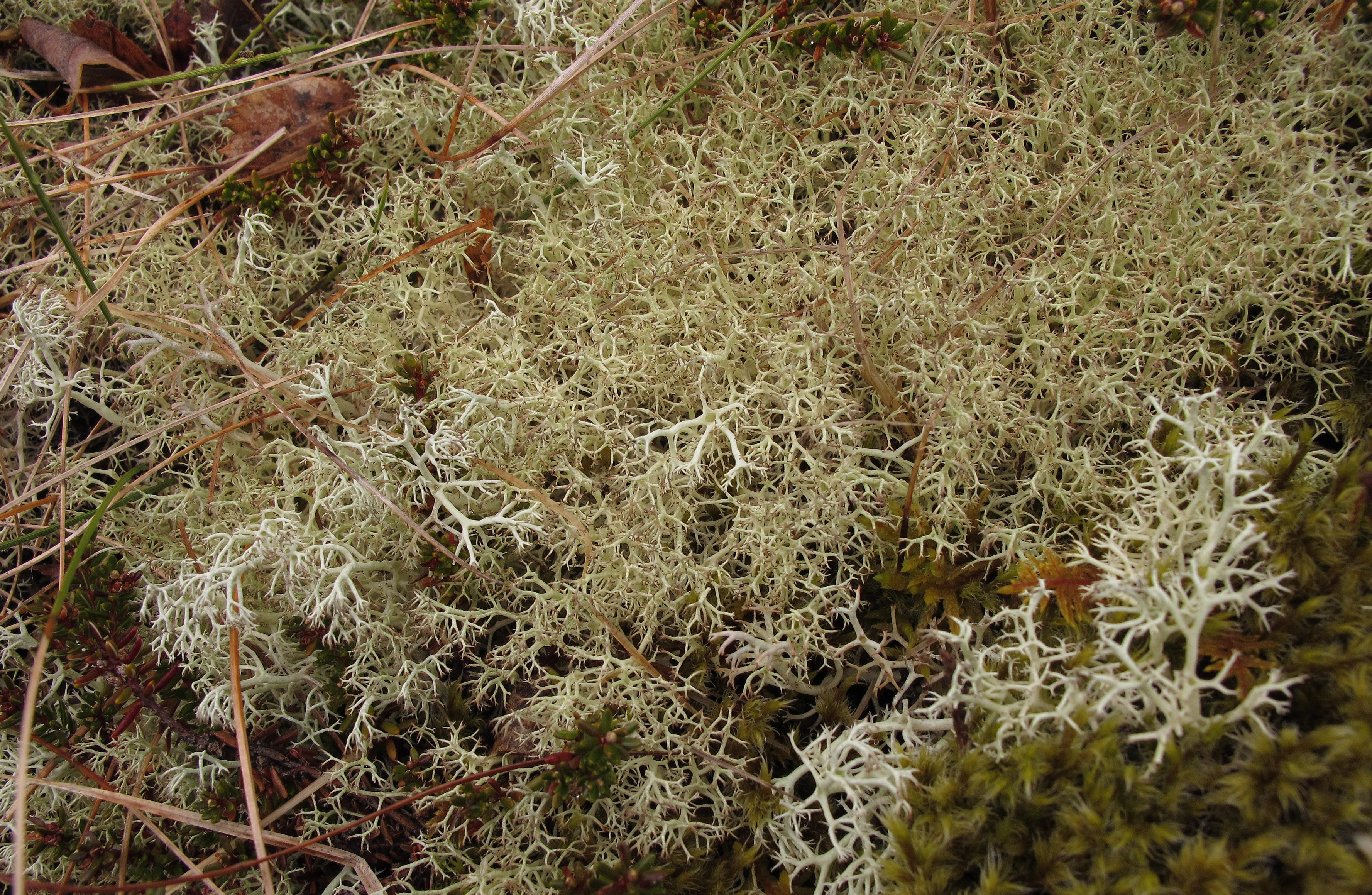 : Cladonia ciliata. : Cladonia arbuscula.