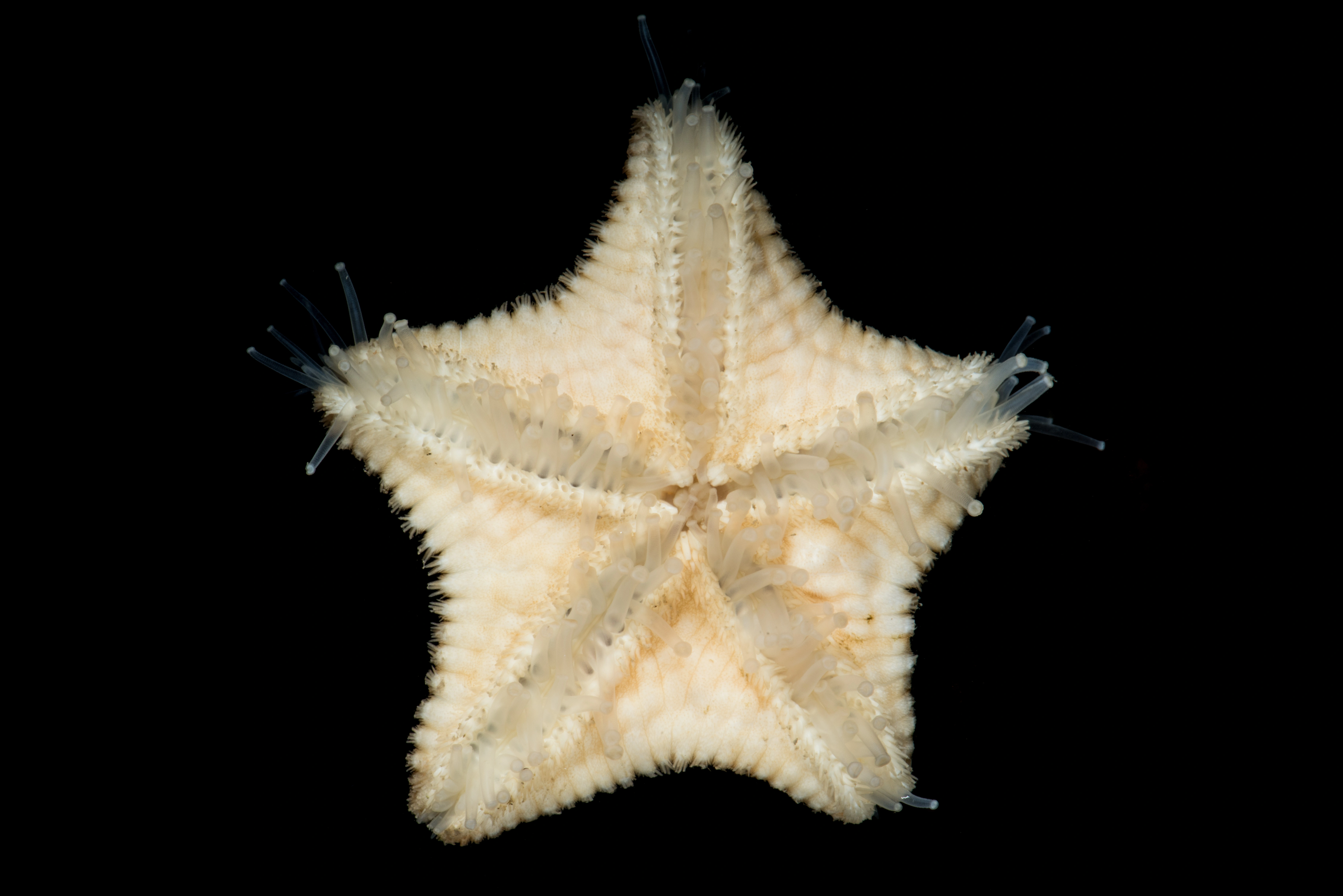 Pigghuder: Poraniomorpha hispida.