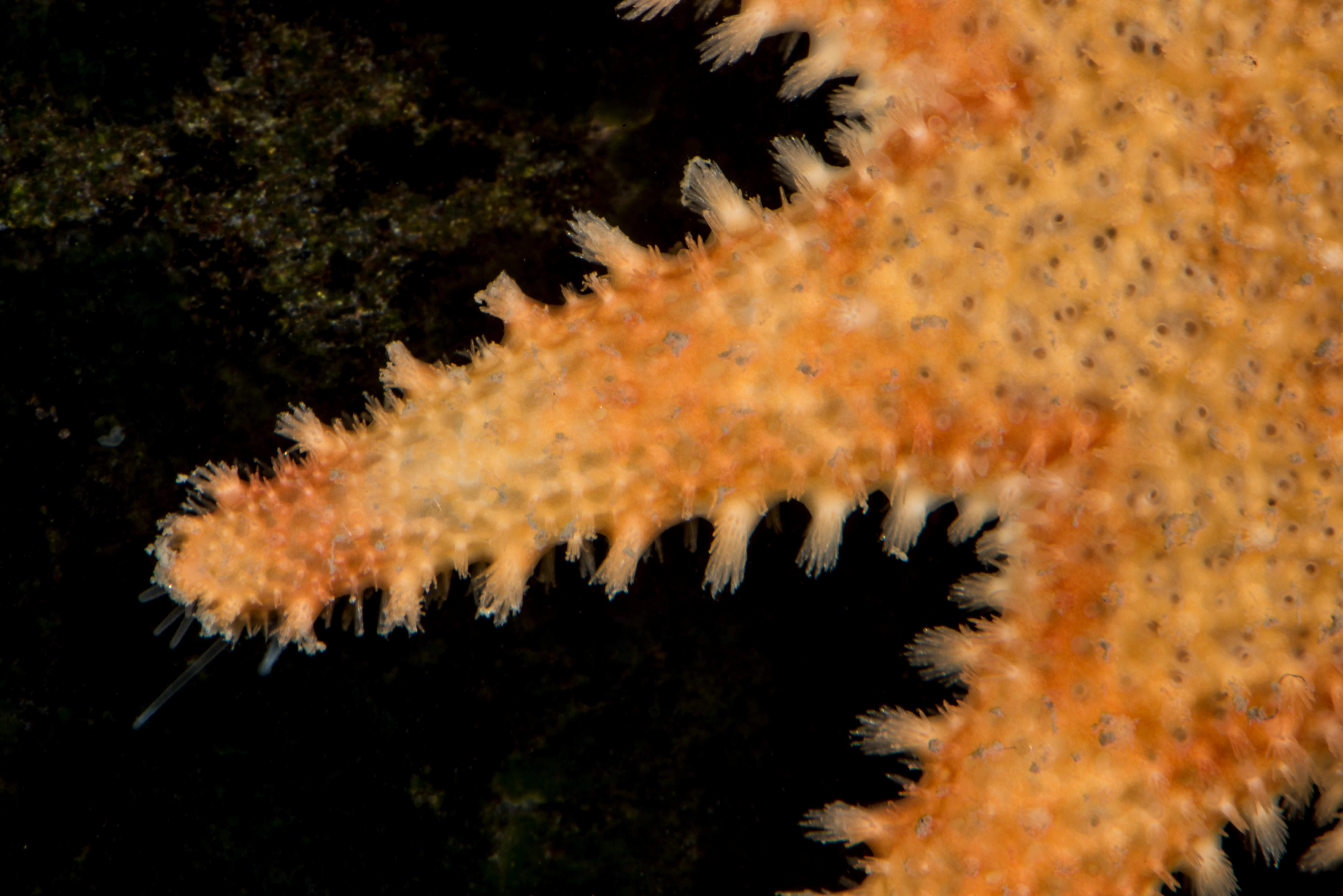 Pigghuder: Crossaster squamatus.