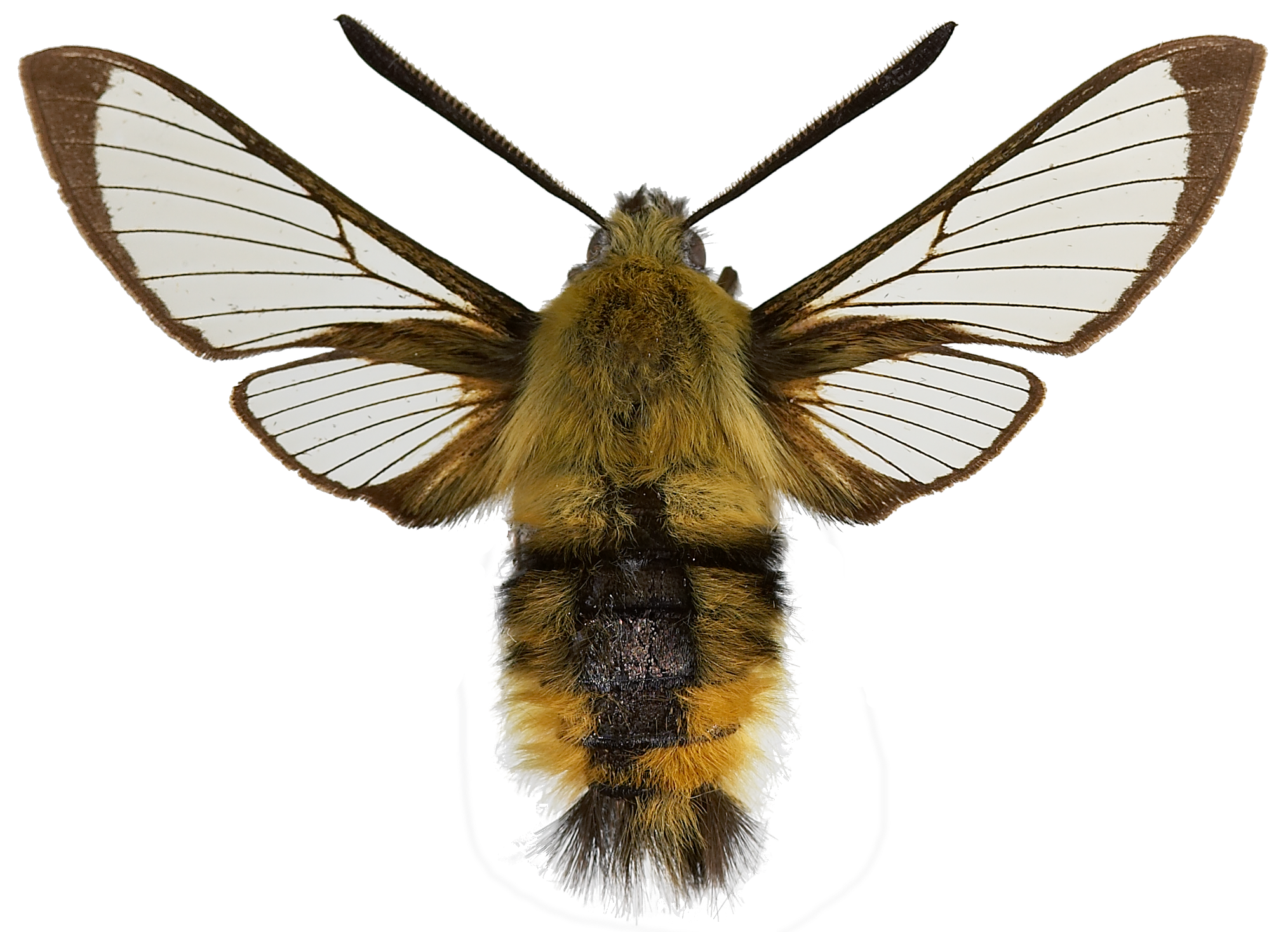 : Hemaris tityus.