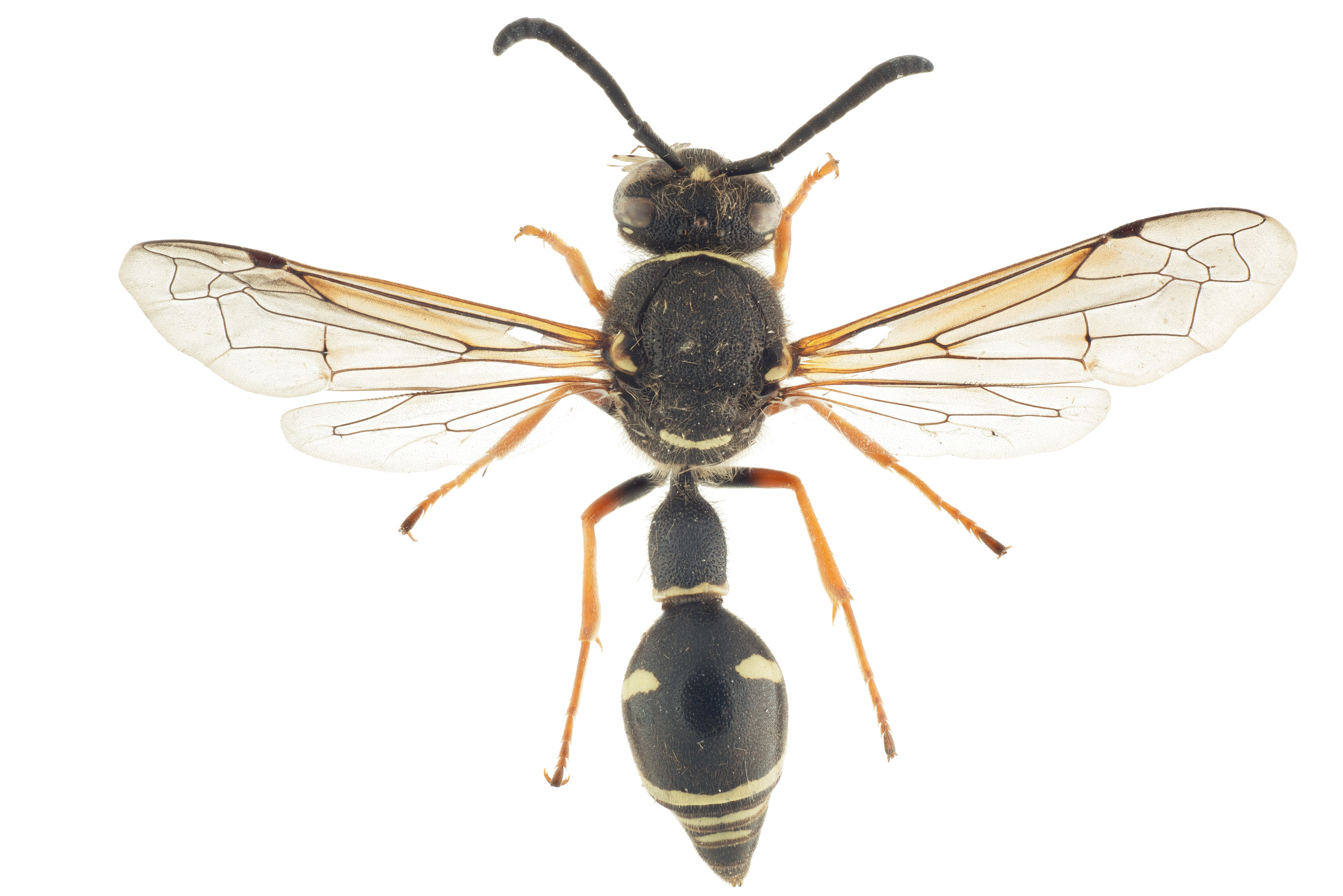 Dolichovespula norwegica