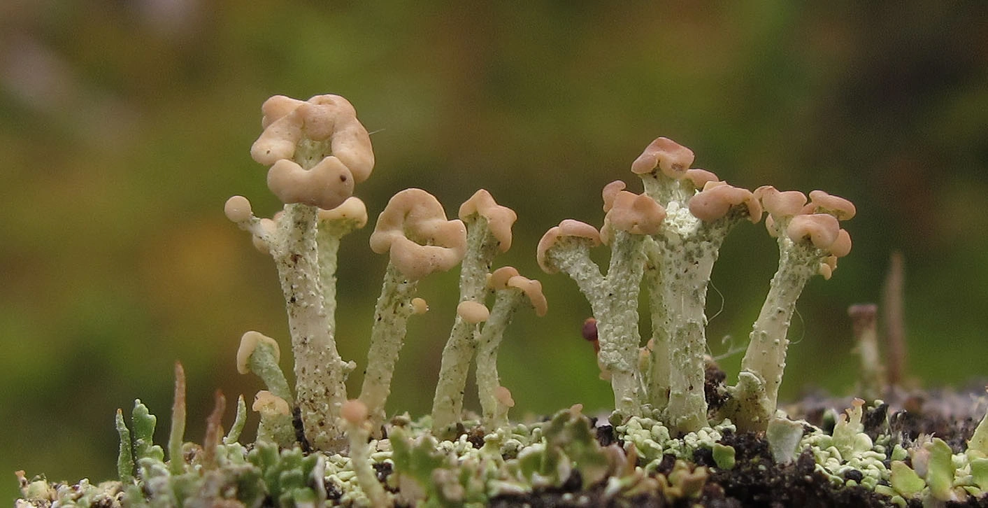 Sekksporesopper: Cladonia botrytes.