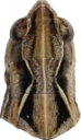 Gråbrun markgresshoppe.