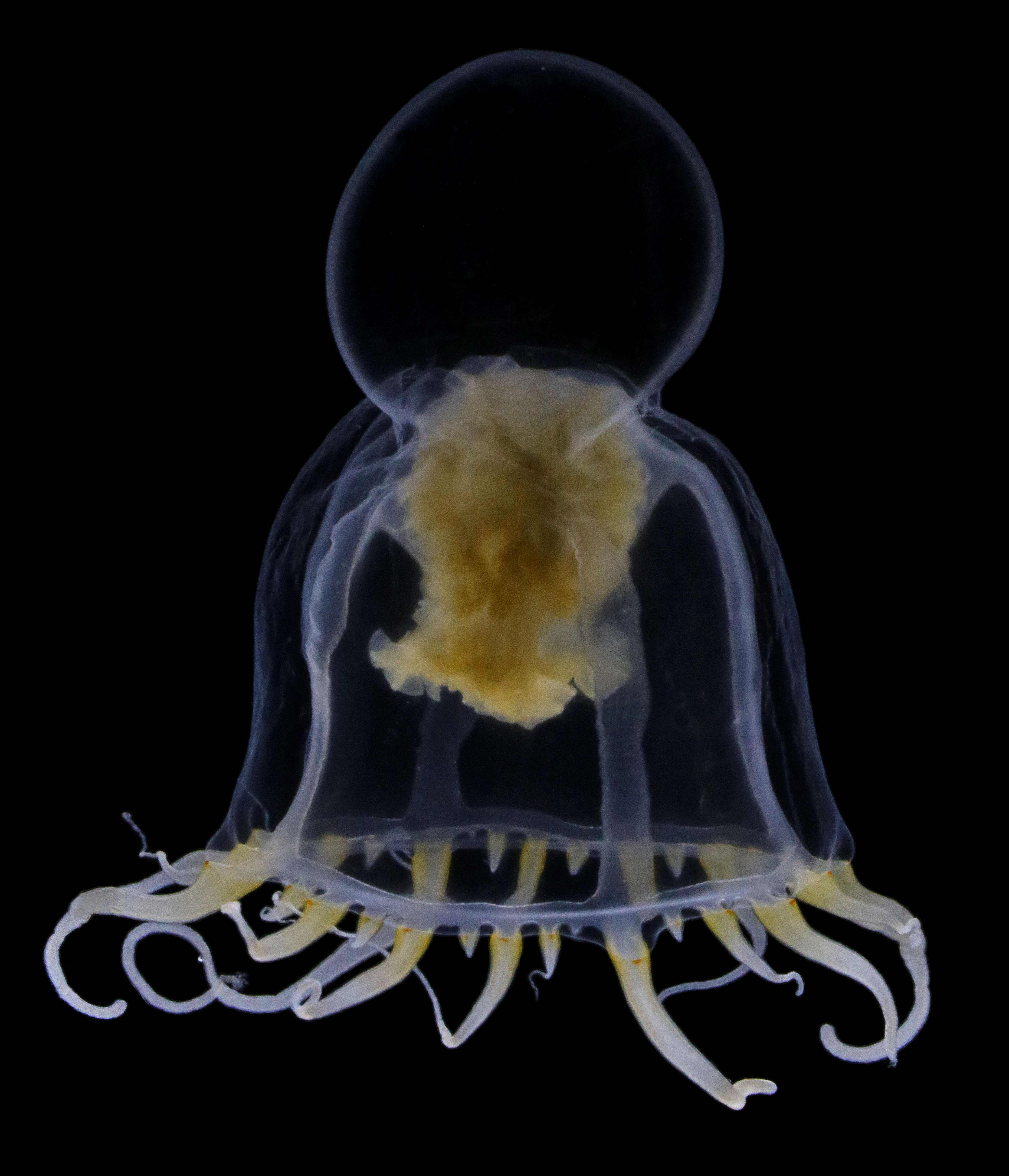 Hydrozoer: Leuckartiara.