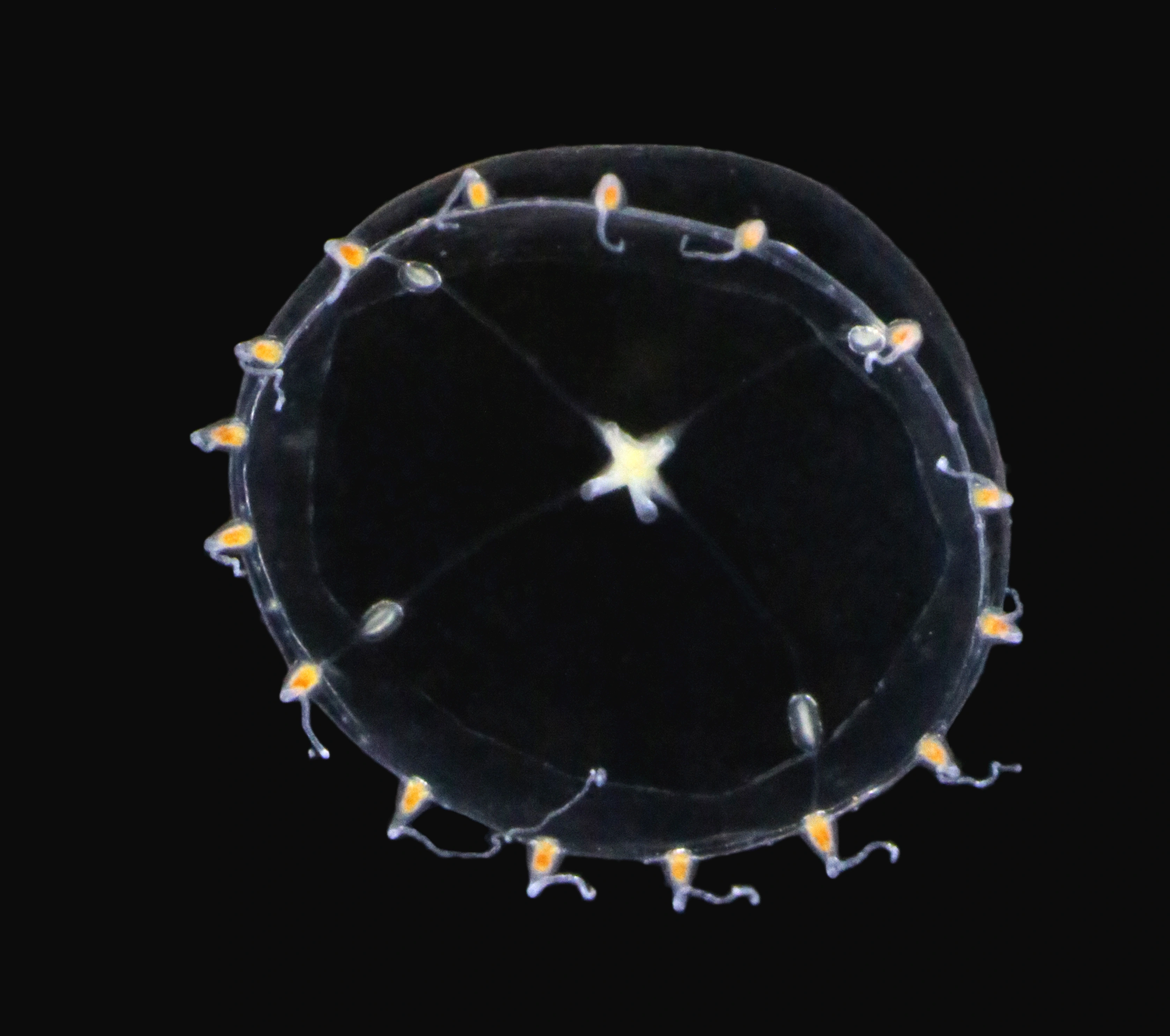 Hydrozoer: Clytia gracilis.