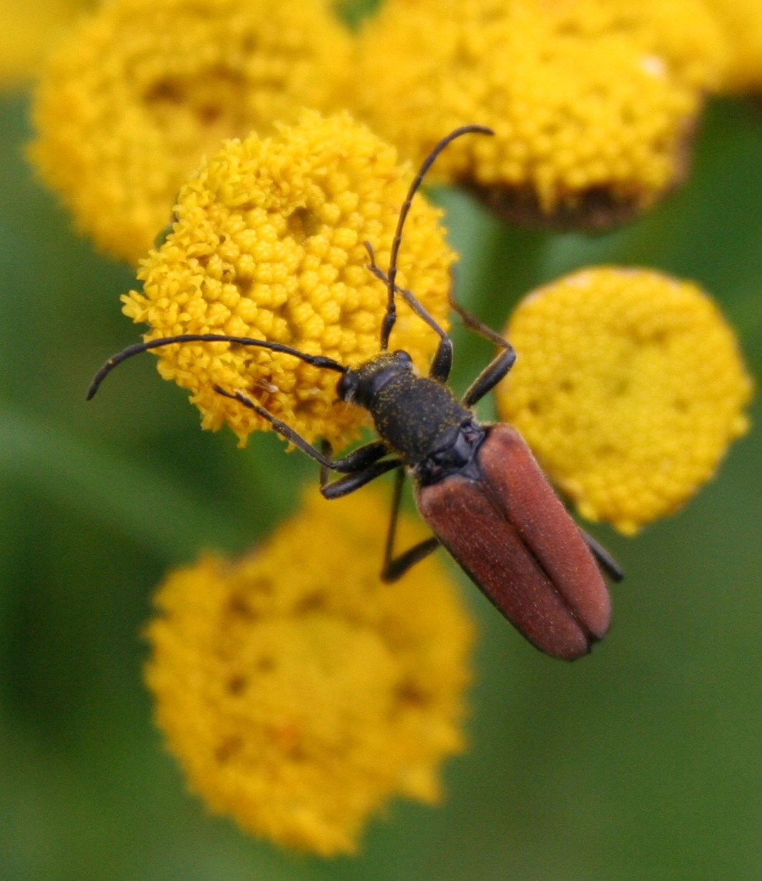 Biller: Anastrangalia reyi.