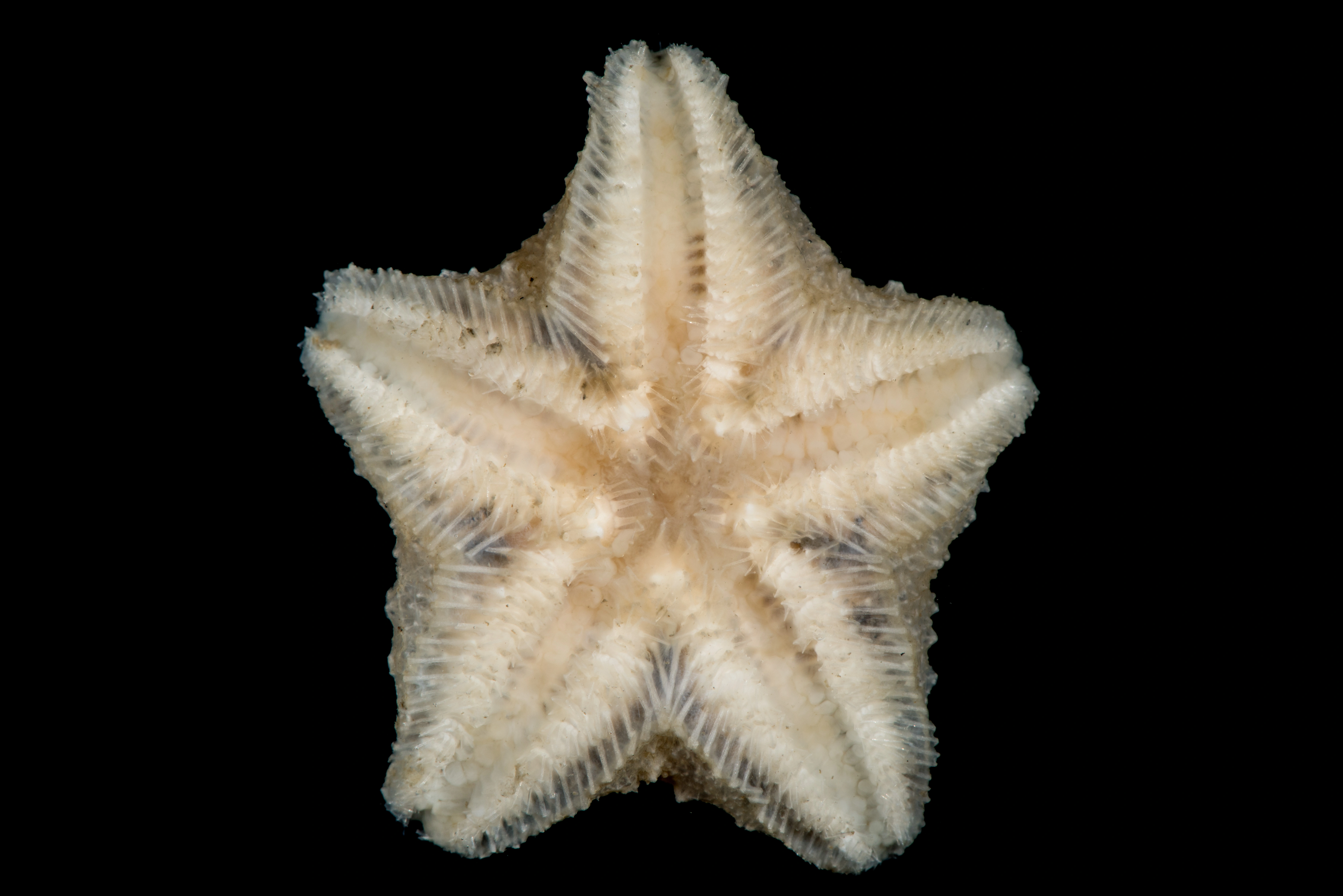 Pigghuder: Pteraster pulvillus.