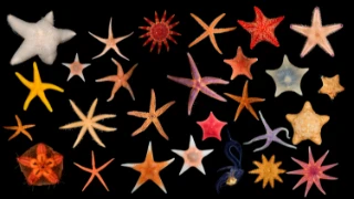 sjøstjerner