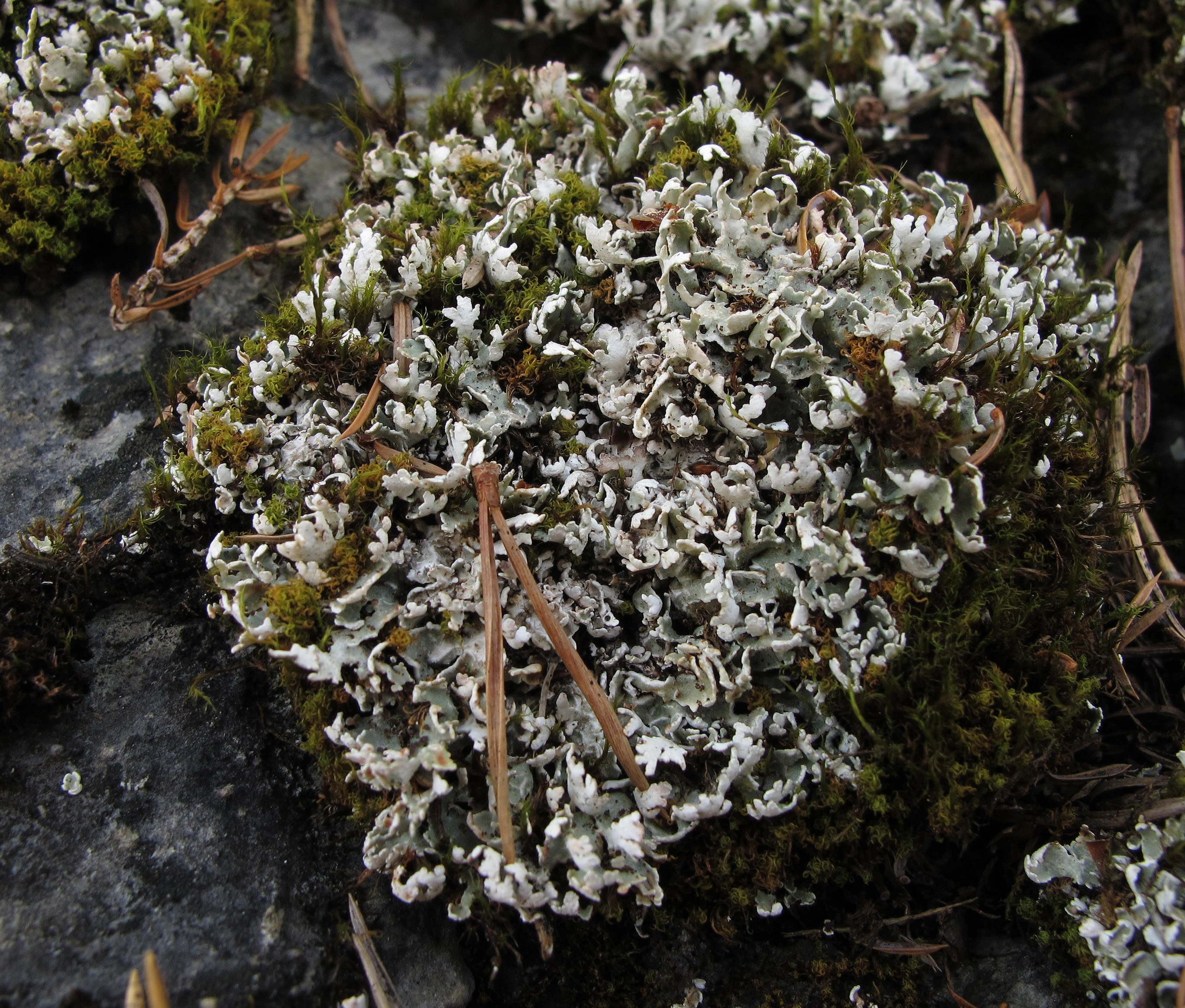 : Cladonia symphycarpa.