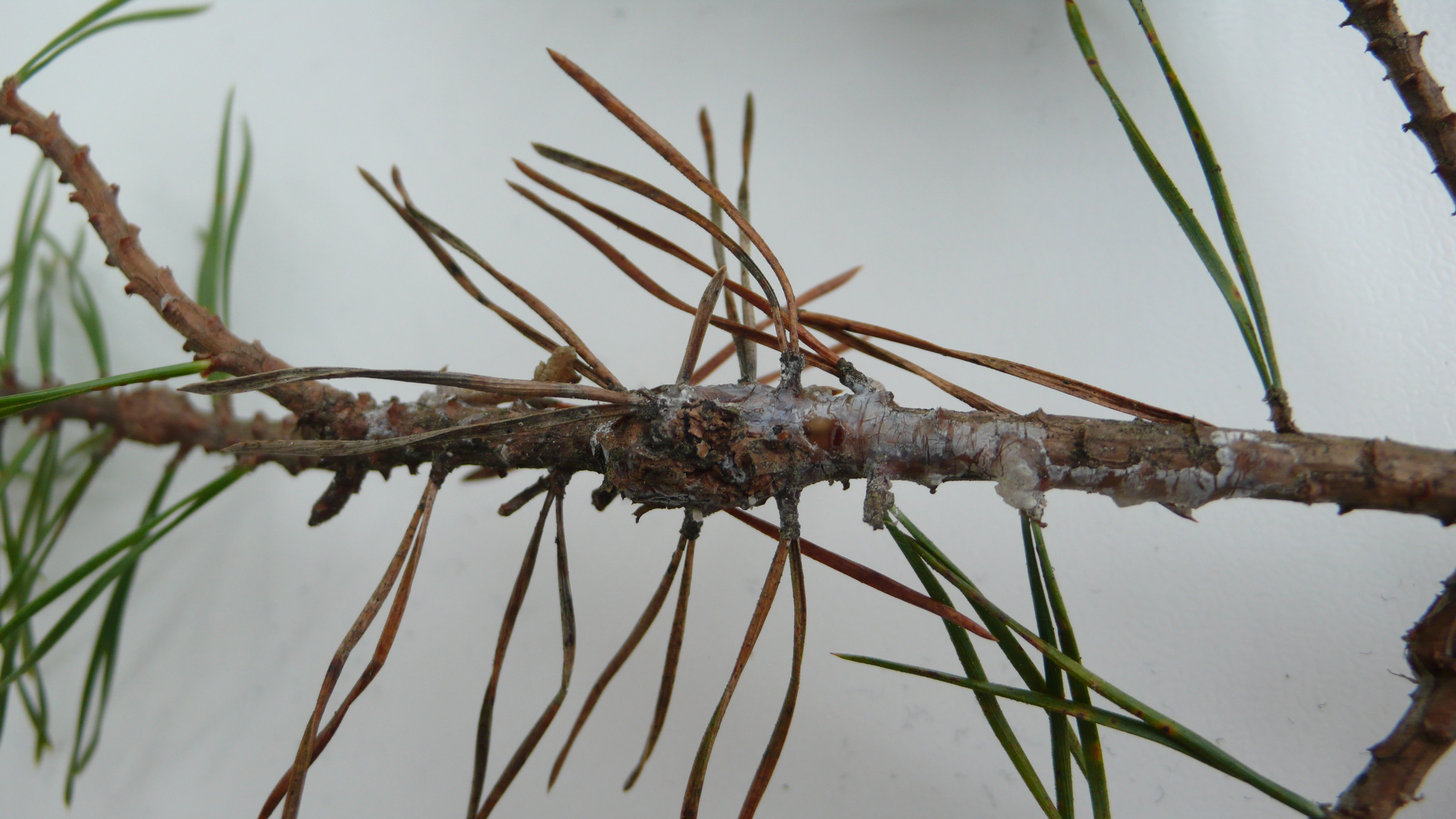 Ekte sekksporesopper: Sphaeropsis sapinea.