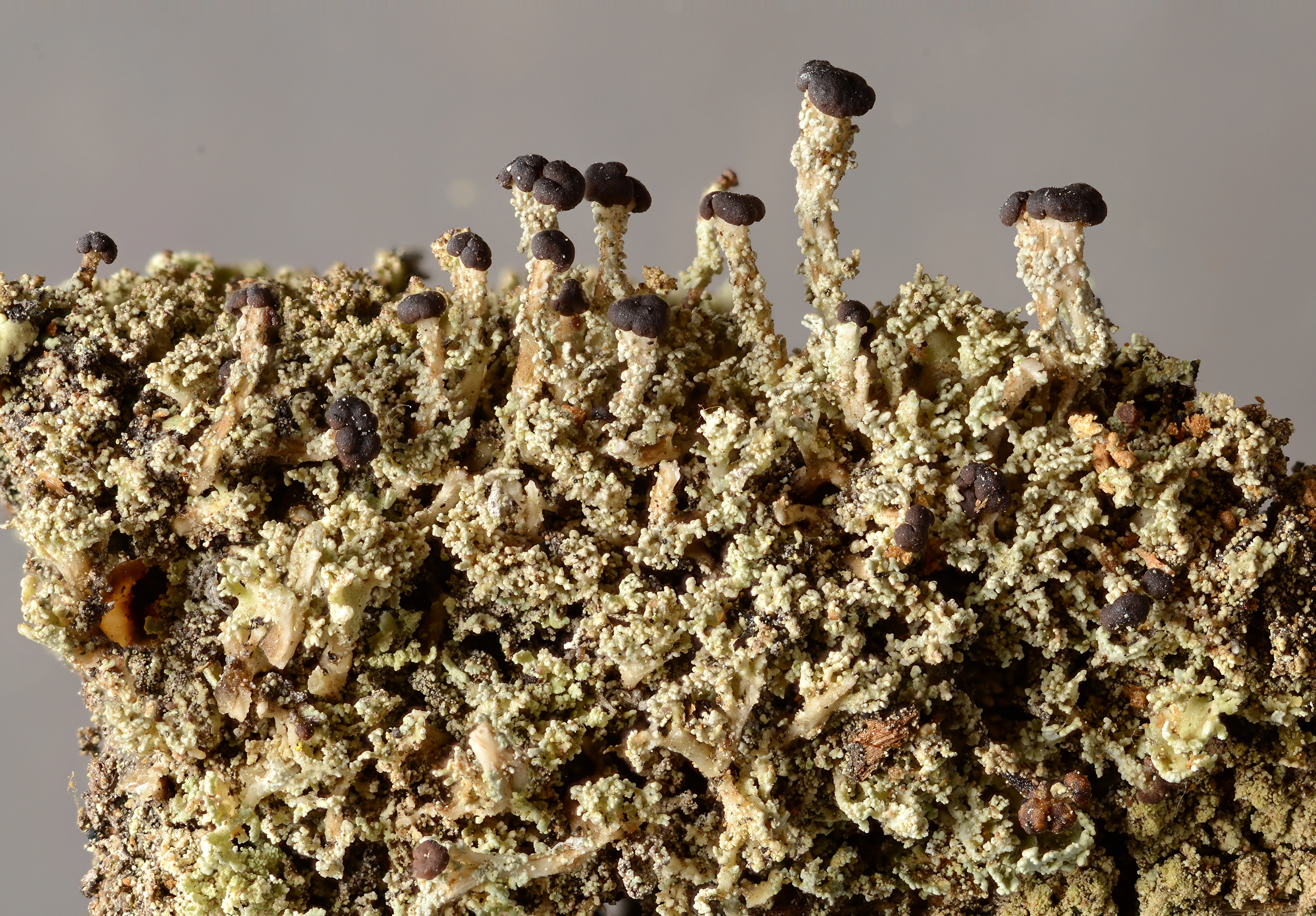 : Cladonia parasitica.