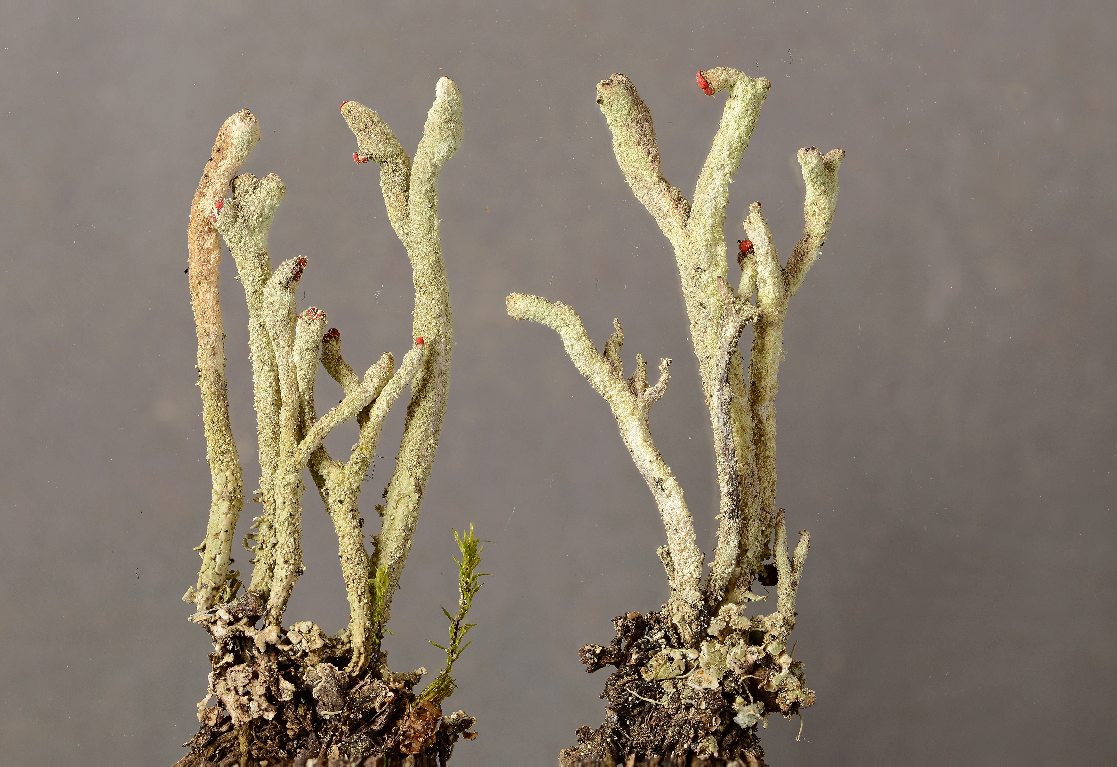 : Cladonia macilenta.