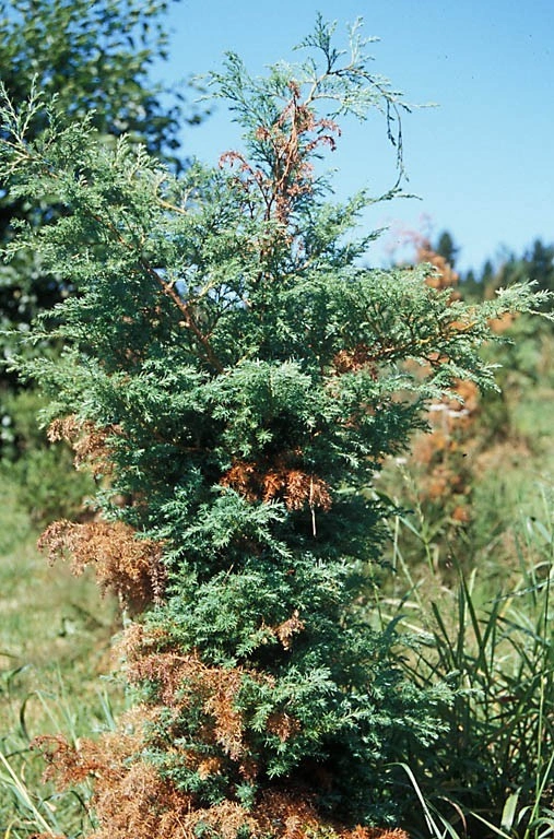 Ekte sekksporesopper: Phomopsis juniperivora.