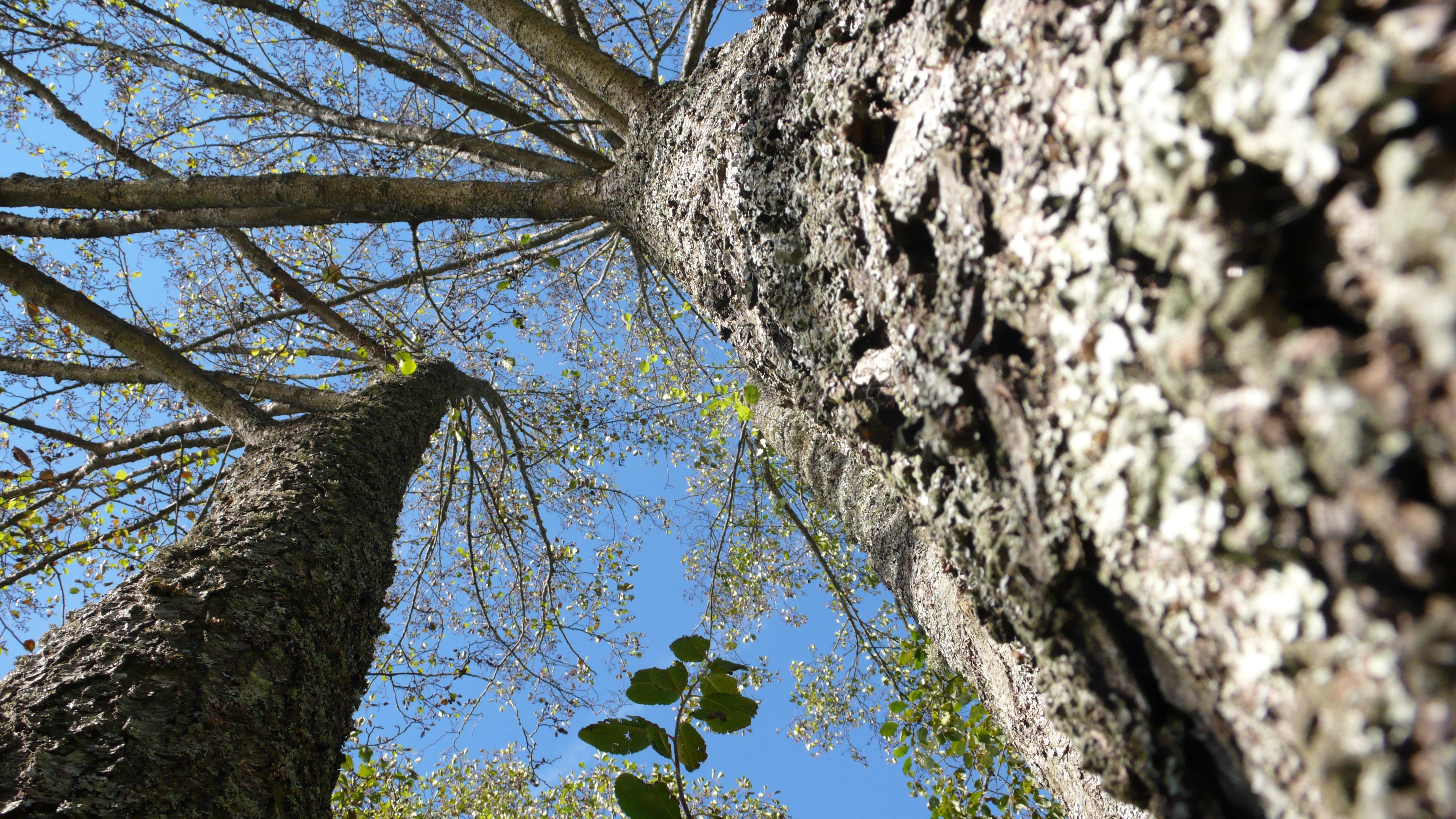 Kromister: Phytophthora alni. Svartor.