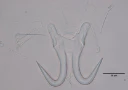 Flatormer: Gyrodactylus flesi.