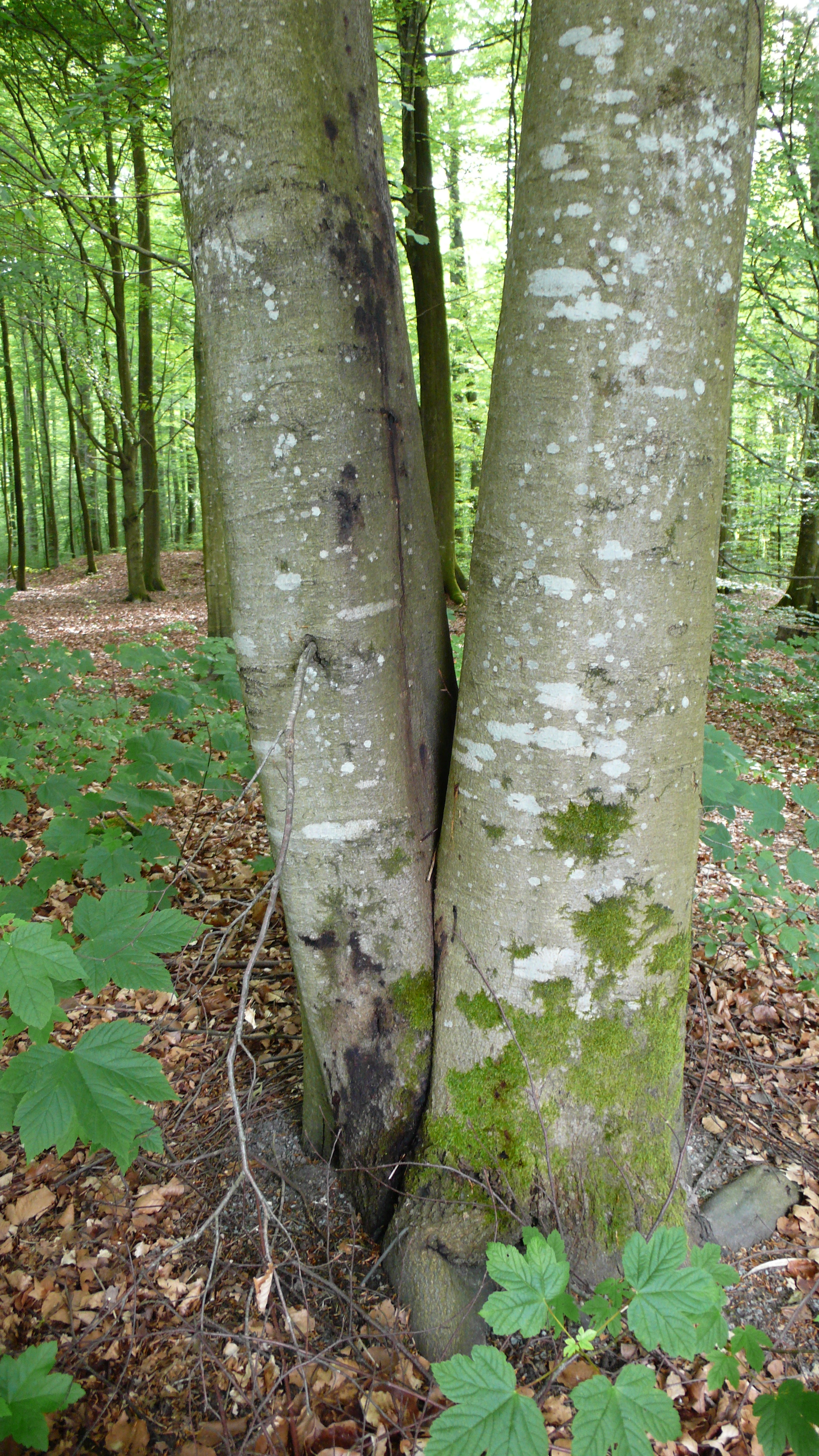 Kromister: Phytophthora cambivora.