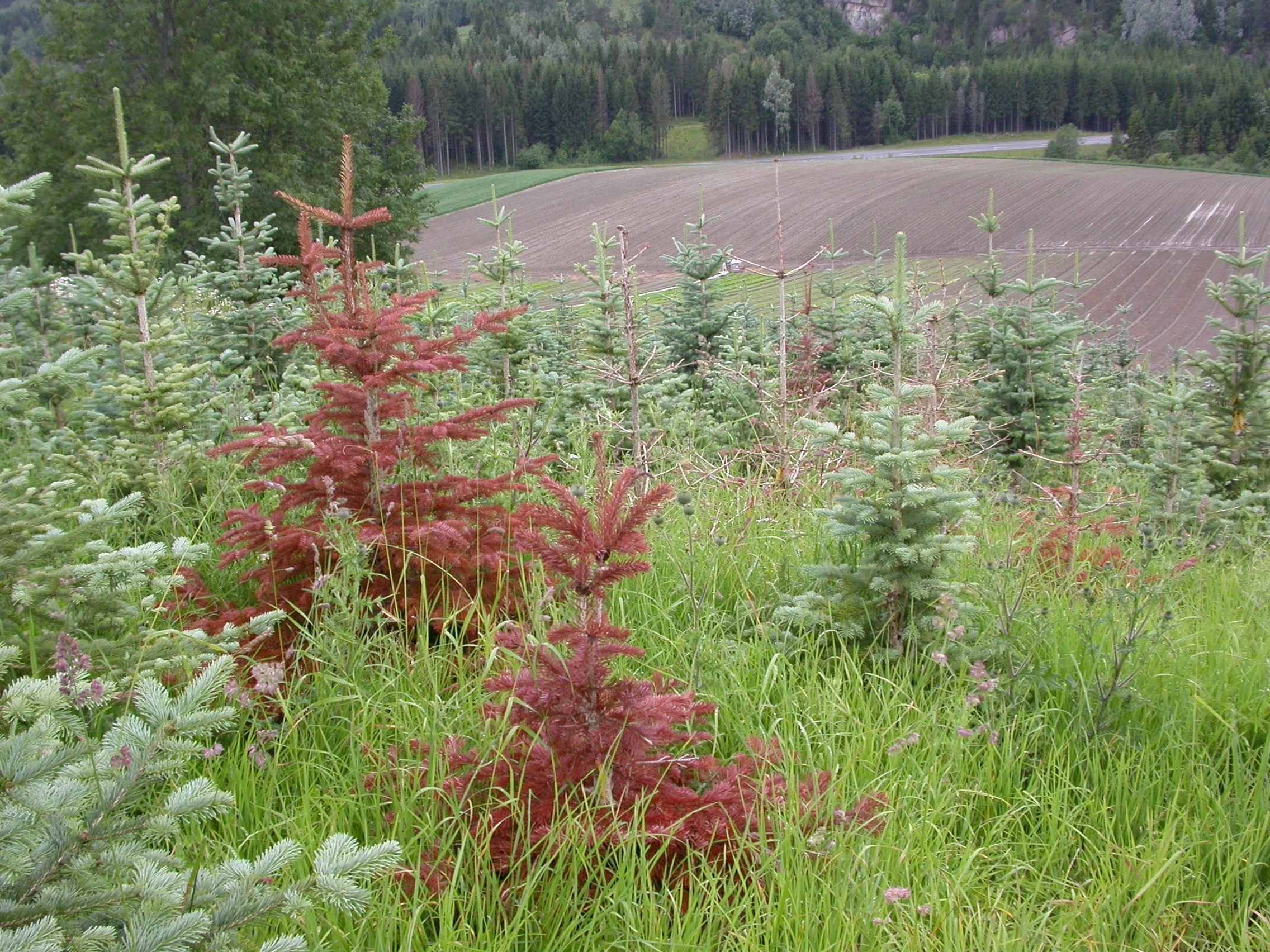 Eggsporesopper: Phytophthora megasperma.