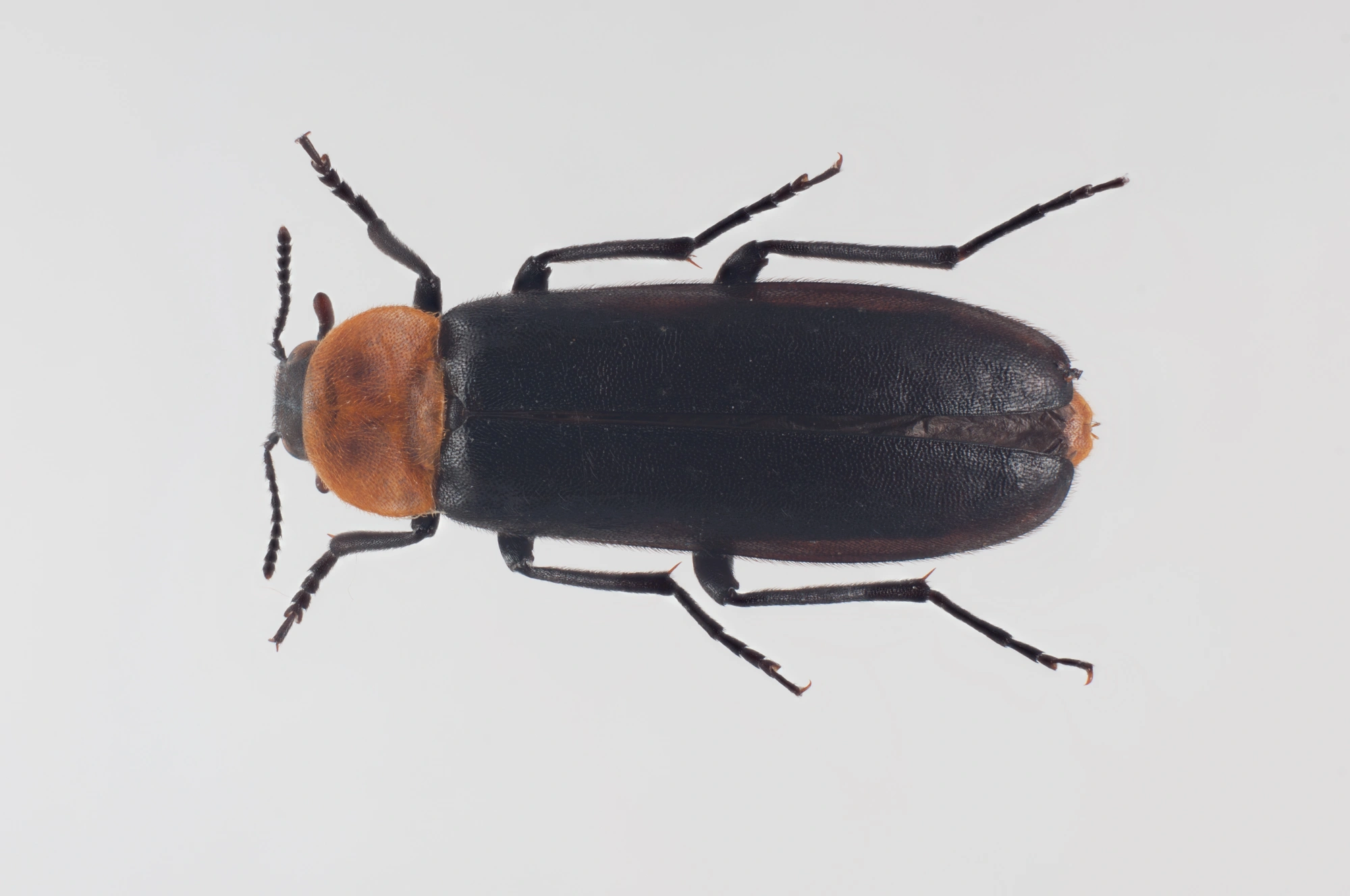 Biller: Phryganophilus ruficollis.