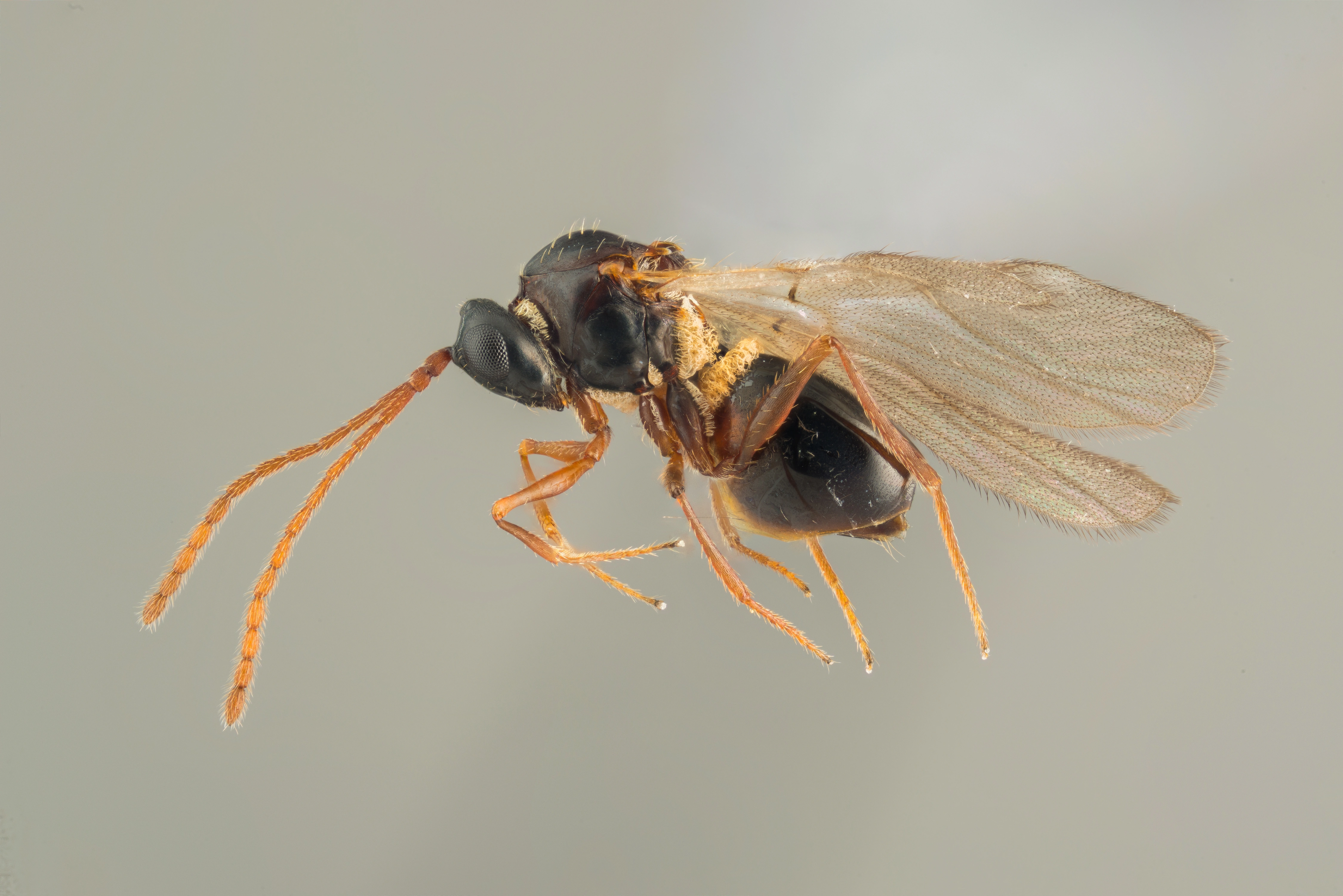 Vepser: Mirandicola sericea.