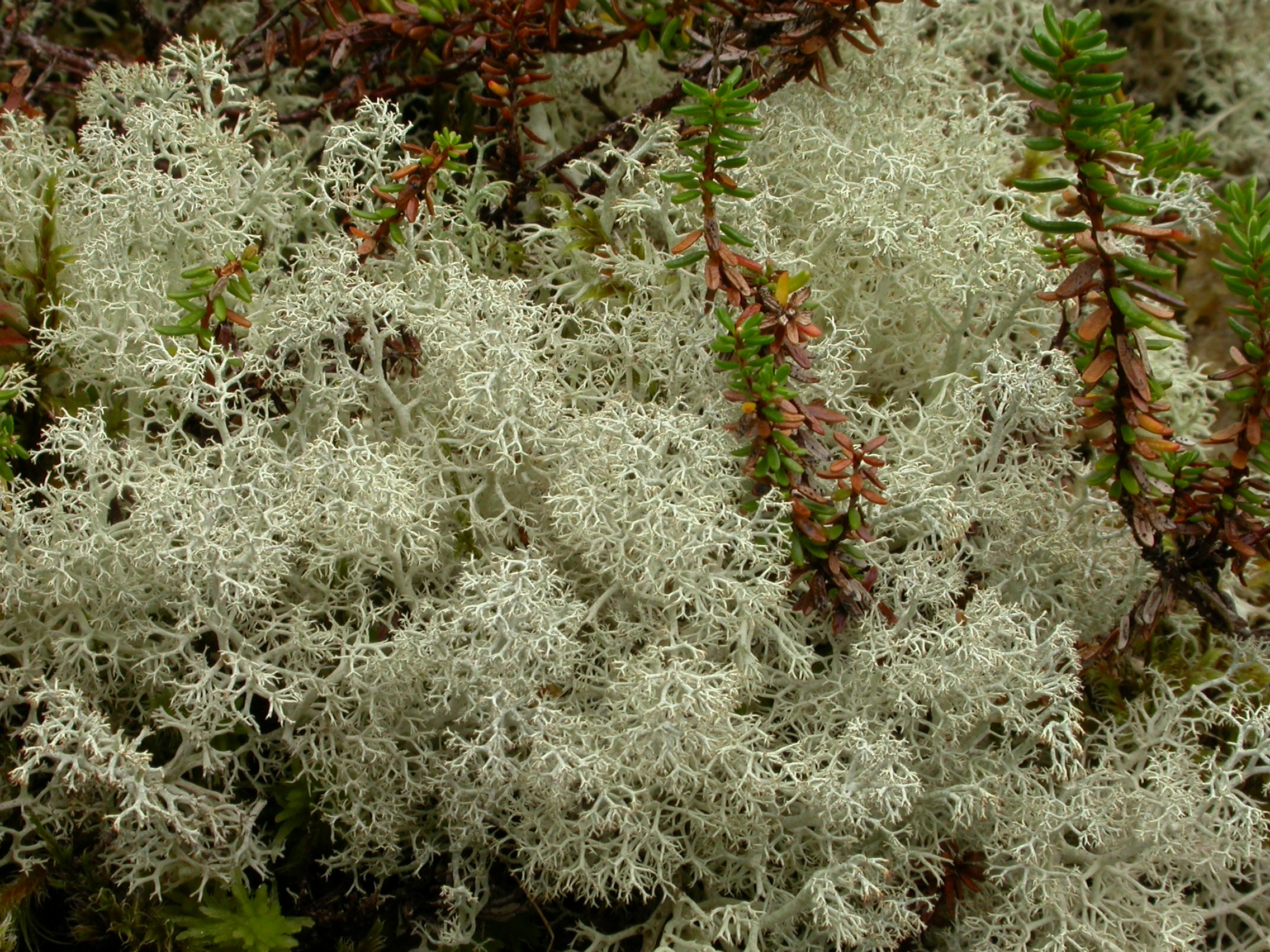 : Cladonia portentosa.