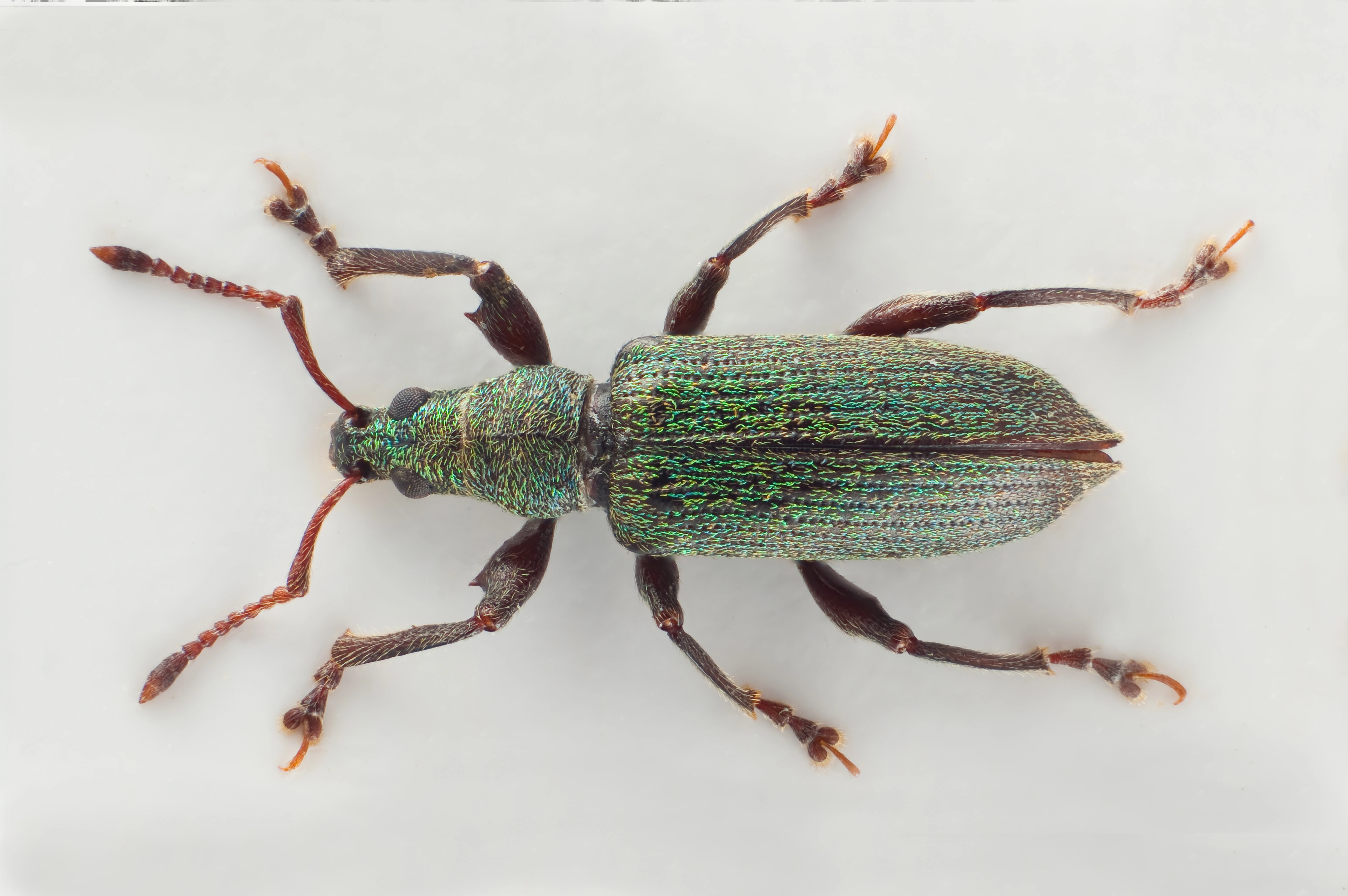 Biller: Phyllobius intrusus.